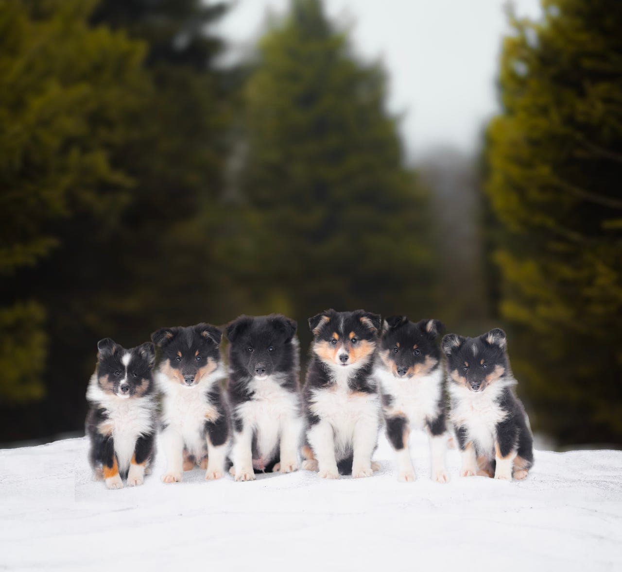 Shetland sheepdog valper ventes