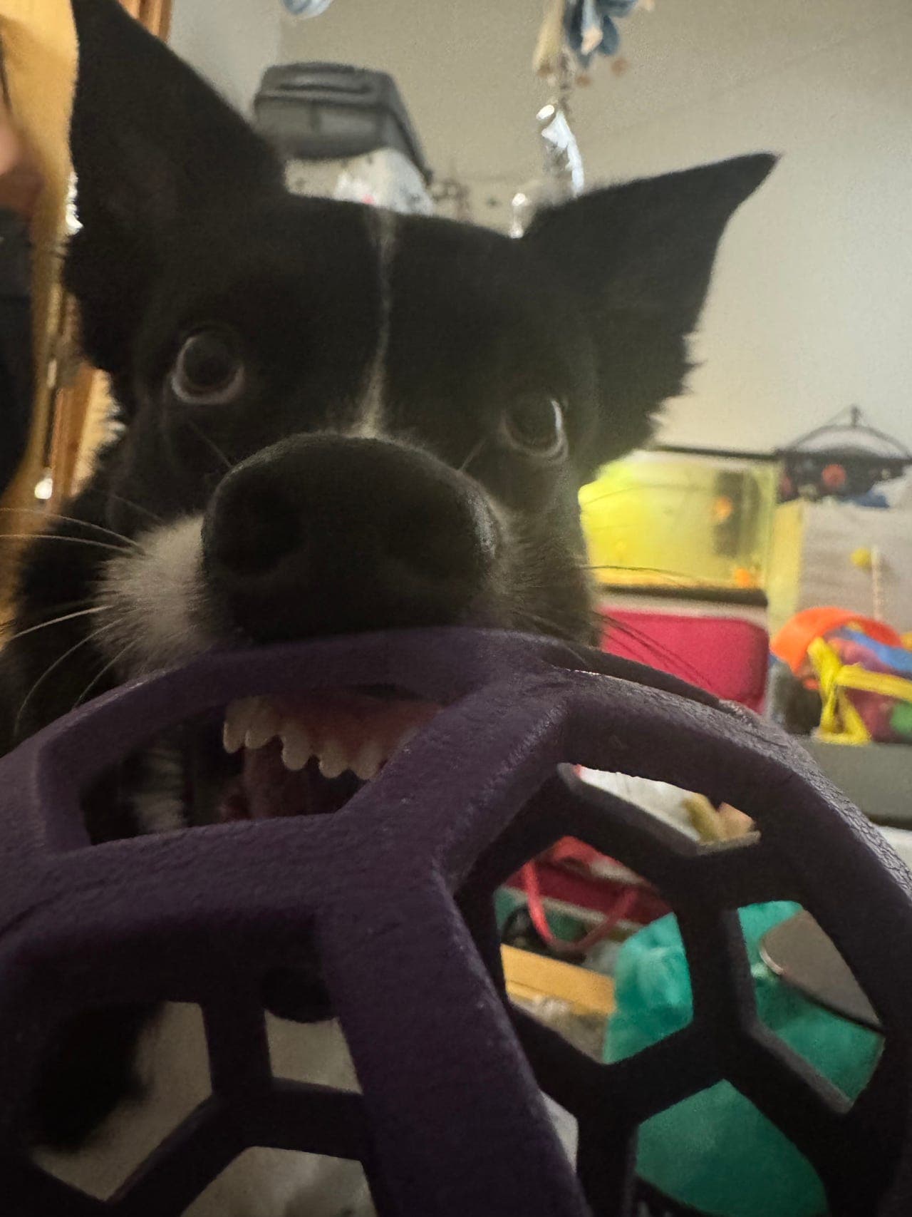 Snill border collie 2,5 år må dessverre omplasseres