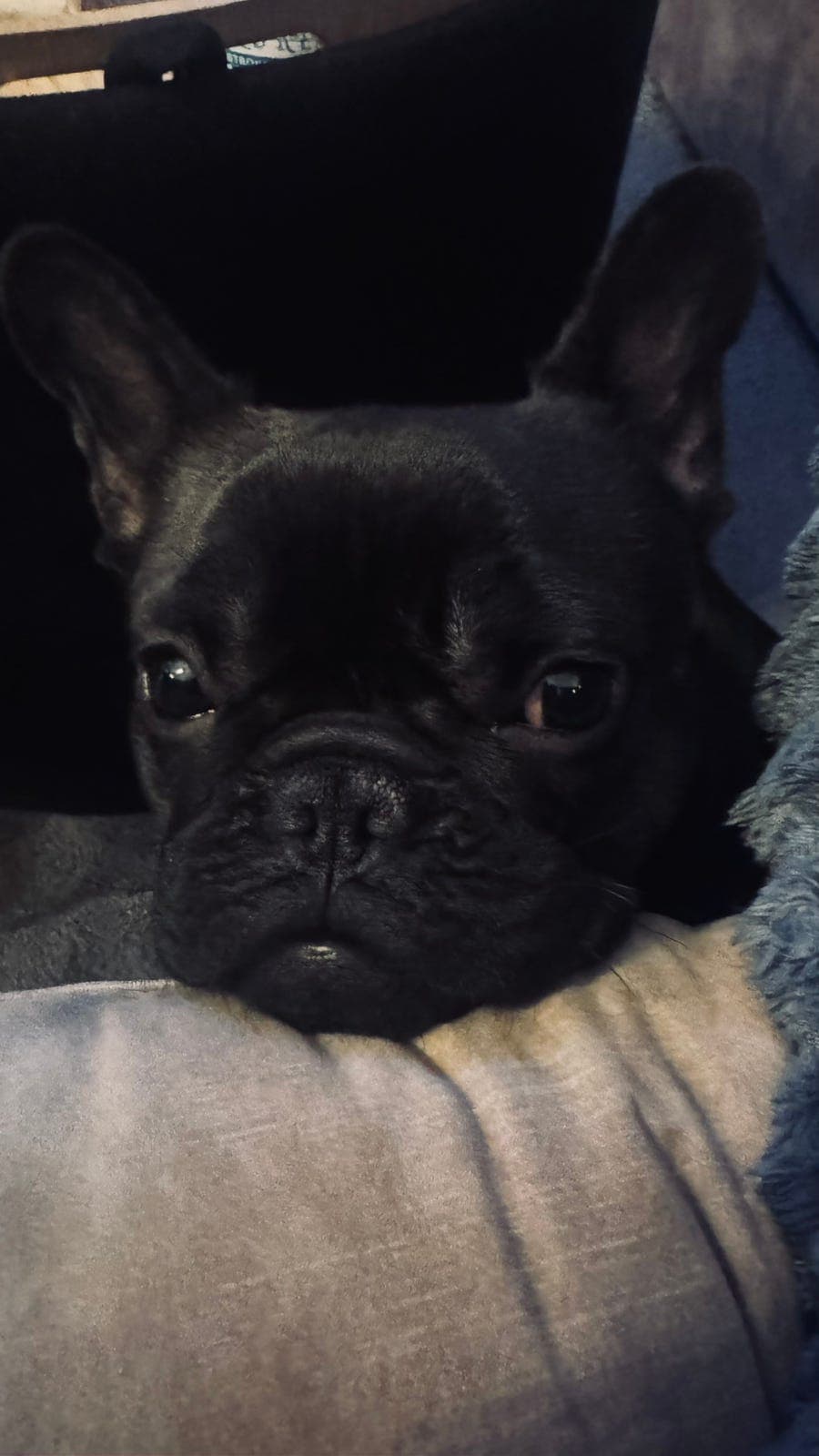 Fransk bulldog tispe