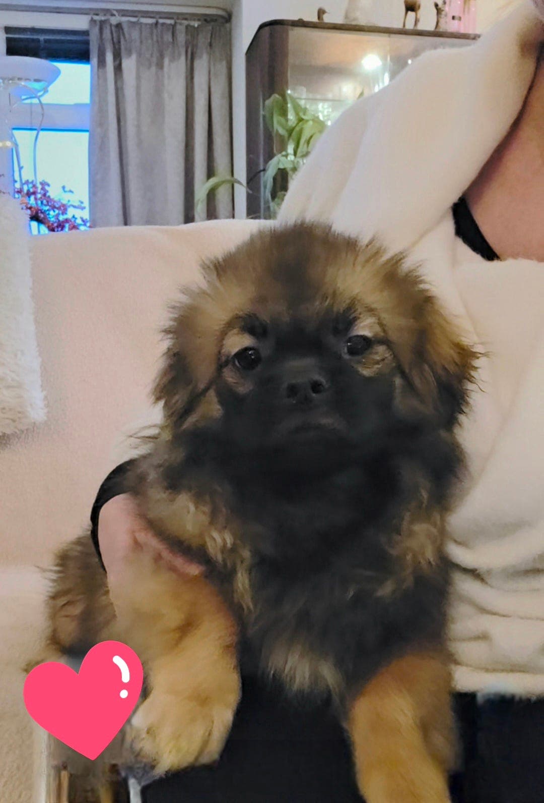 Tibetansk spaniel hann valp