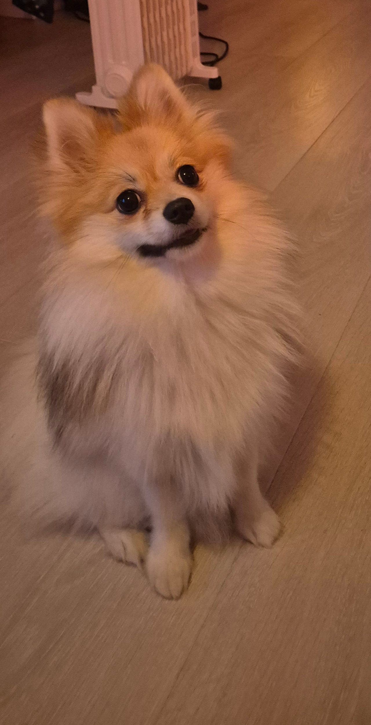 NKK-registrert Kleinspitz tispe – selges til hjem med god tid