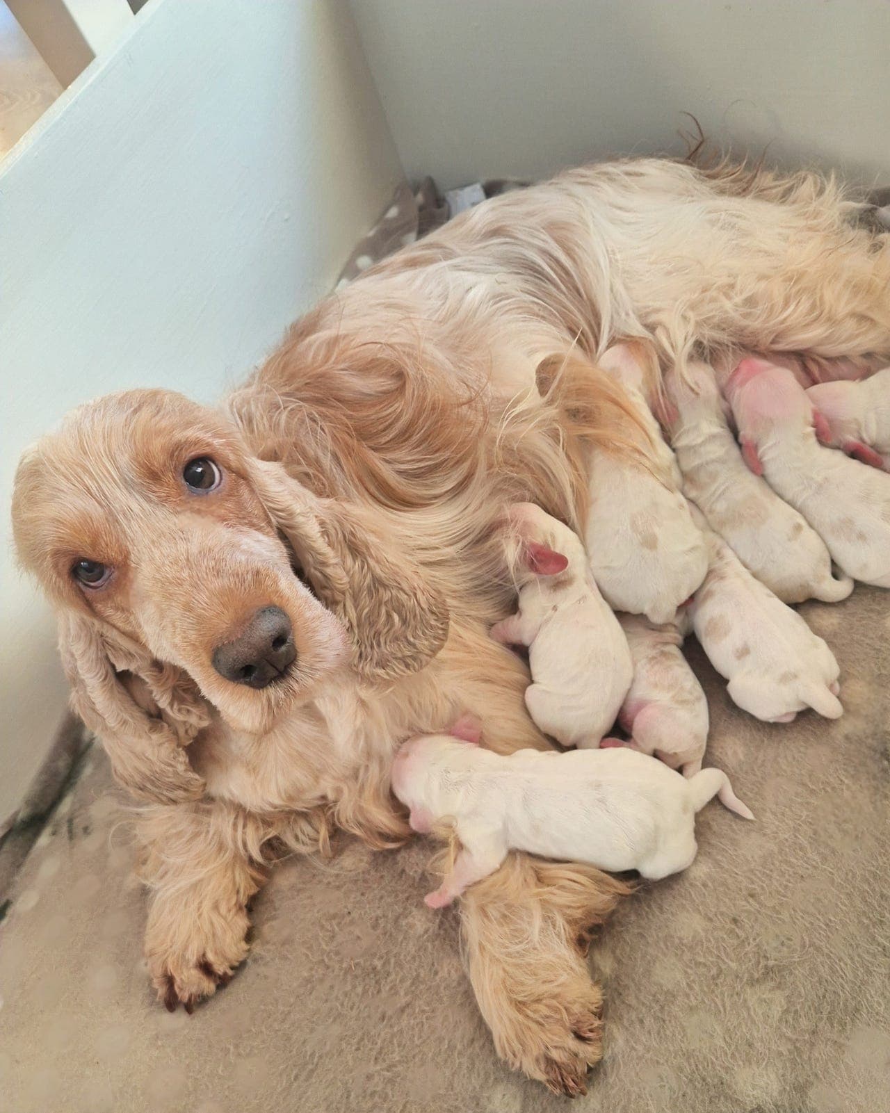 Cocker Spaniel valper ♡