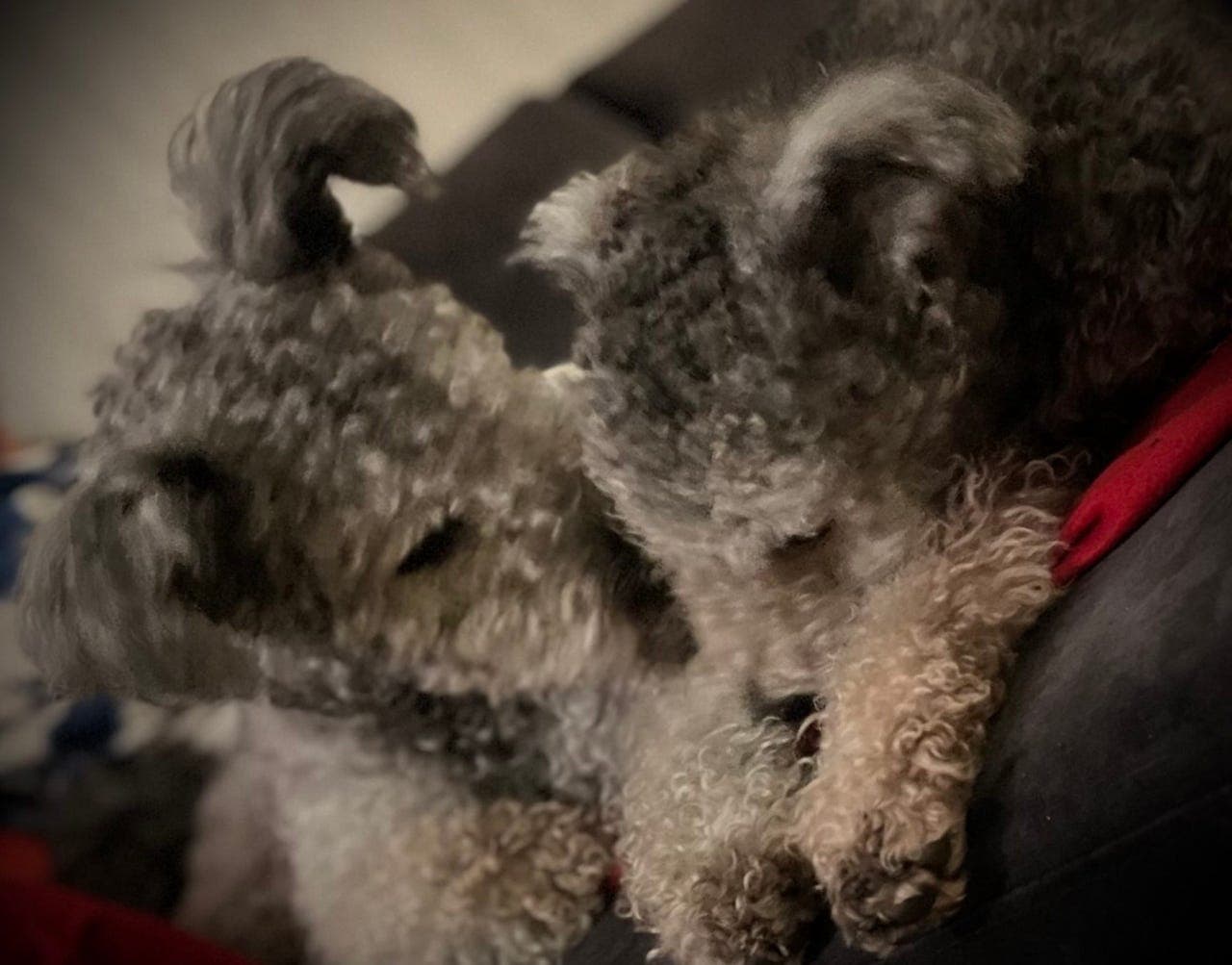 Pumi- En hund som skiller seg ut