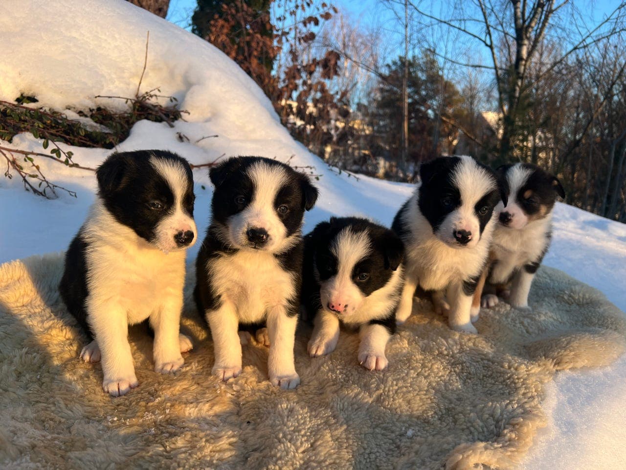 Border Collie- valper 20.000,-