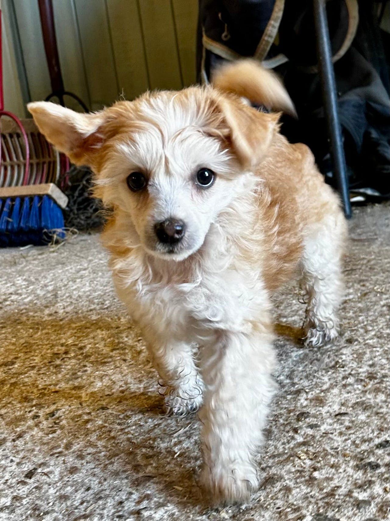 Liten sjarmør med stor selvtillit – Chinese Crested Powder Puff. Se film!