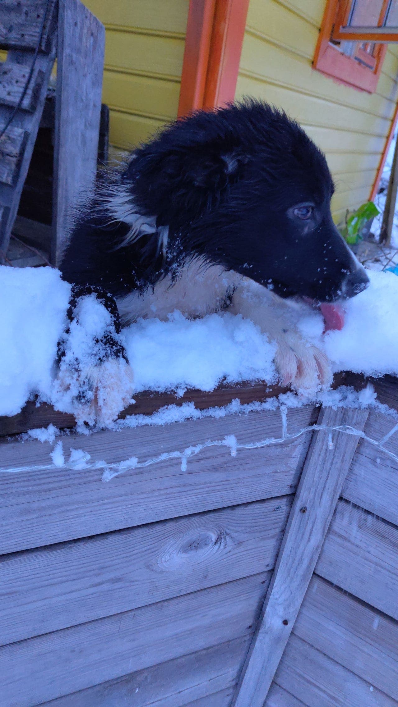 Siste valp fra et flott Border Collie kull — 12 uker og klar for nytt hjem ❤️