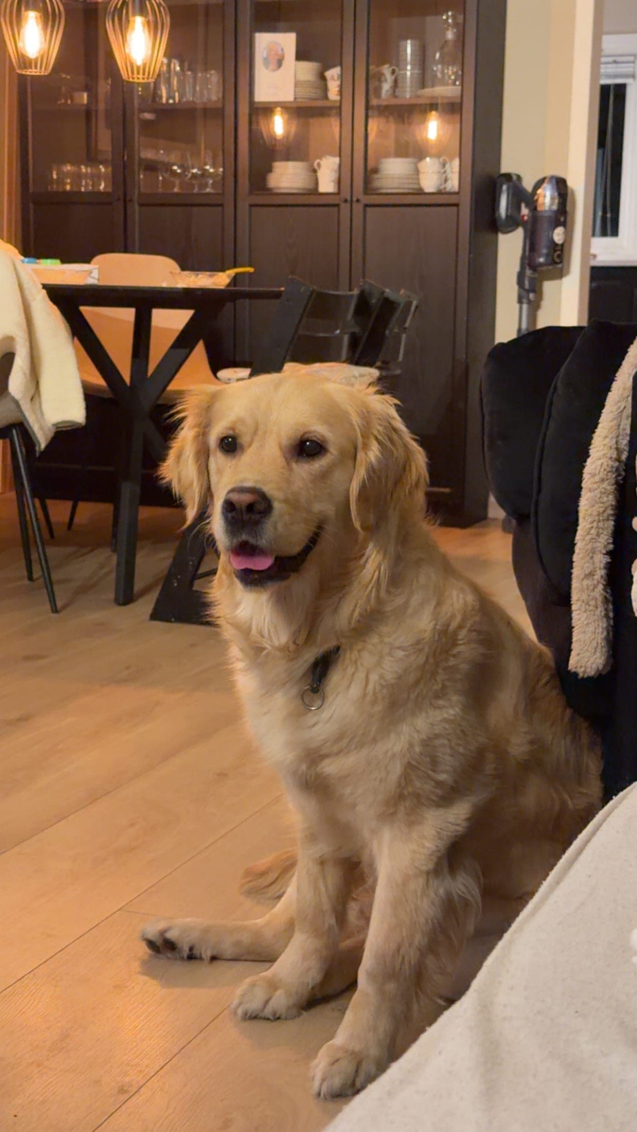 Golden valper ventes