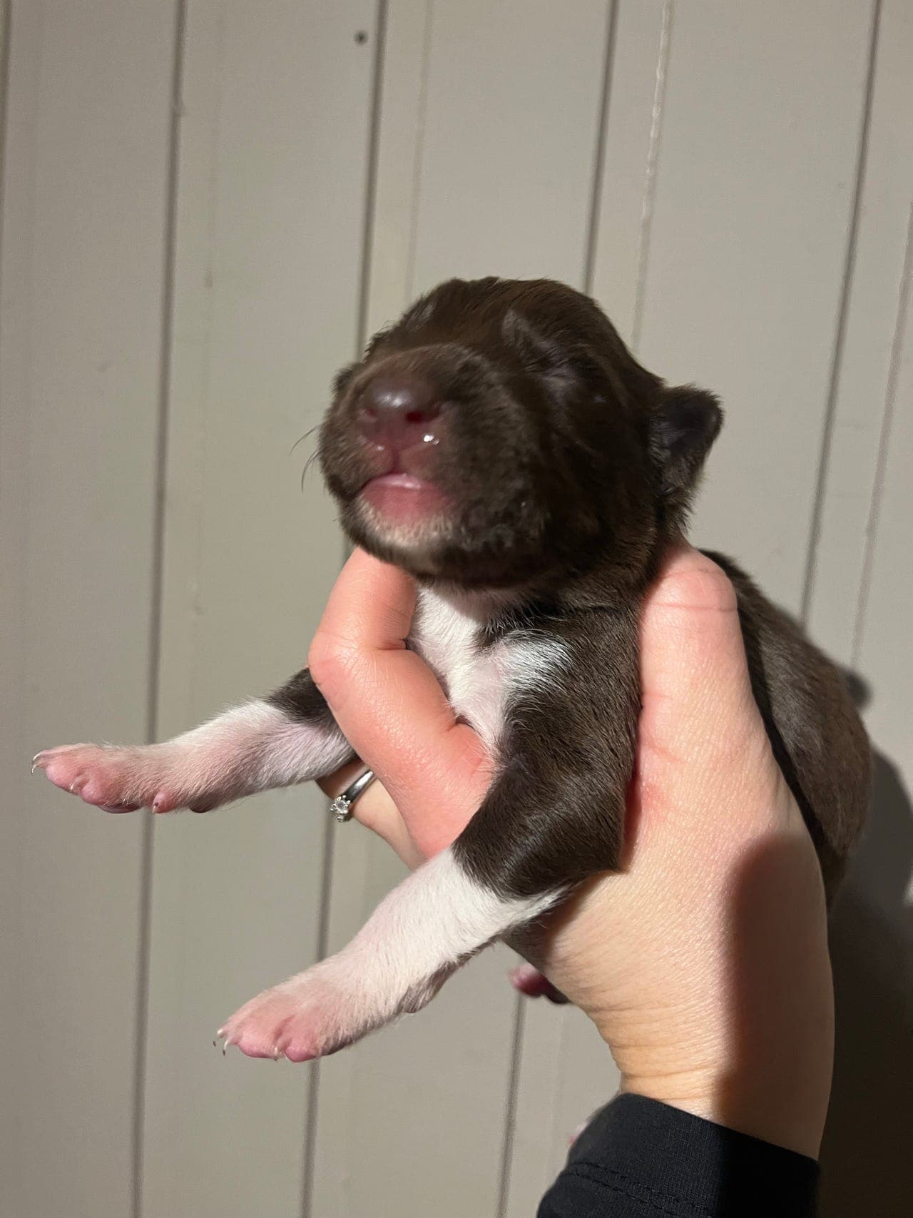 Renraset border collie valper med stamtavle