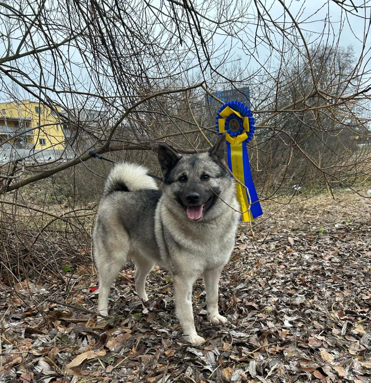Norsk elghund grå valper