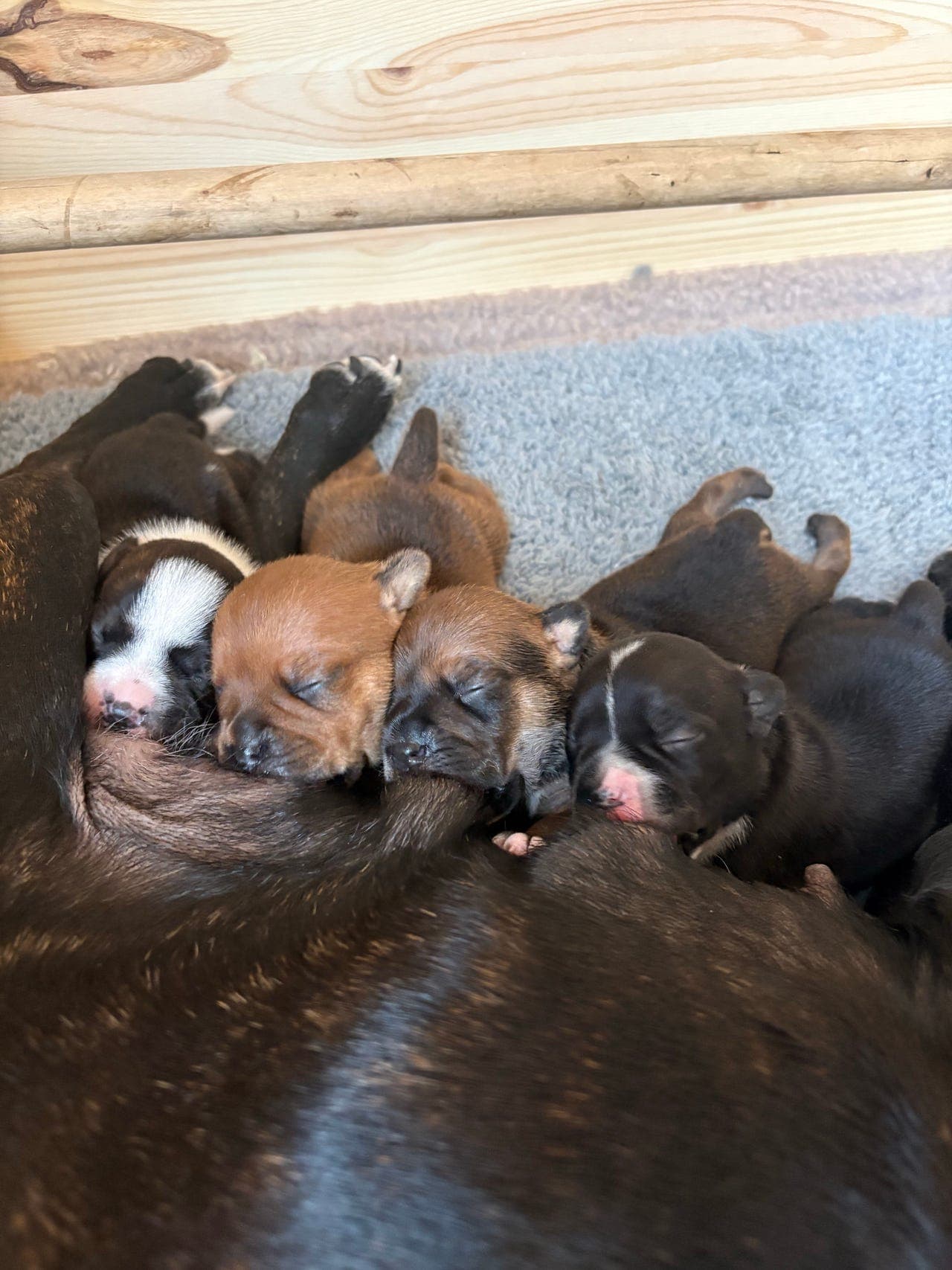 Staffordshire bullterrier valper