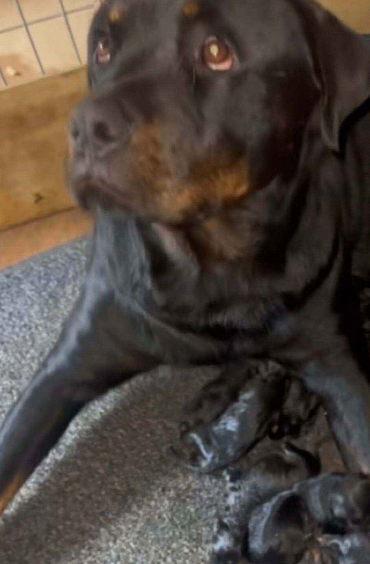 Rottweiler valper trenger nye hjem.