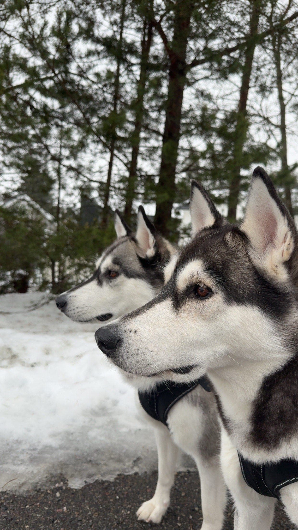 Nani (9) og Bjerka (4,5) søker nytt hjem ❤️