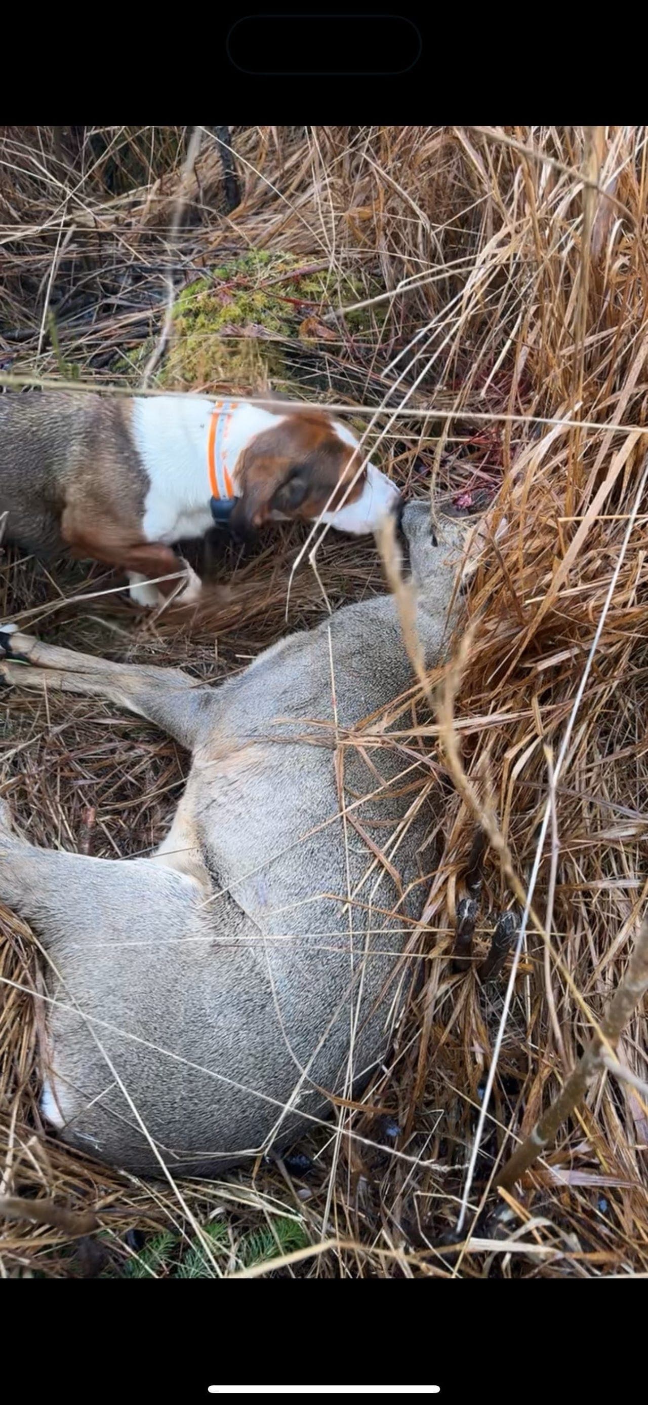 Velger å omplassere drever tispe 1.5 år