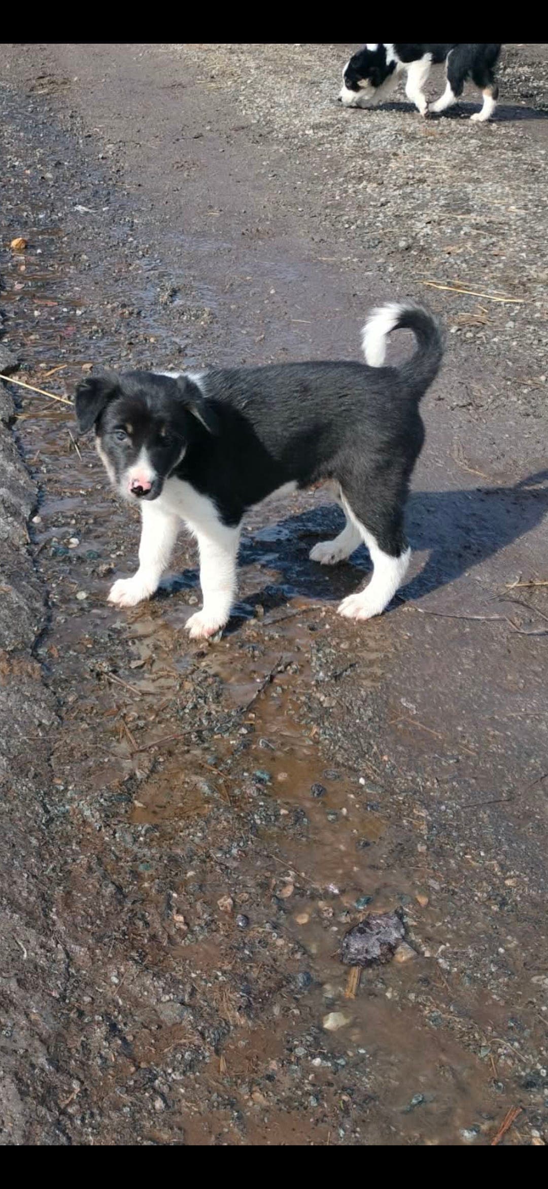 Border collie valper etter arbeidslinjer
