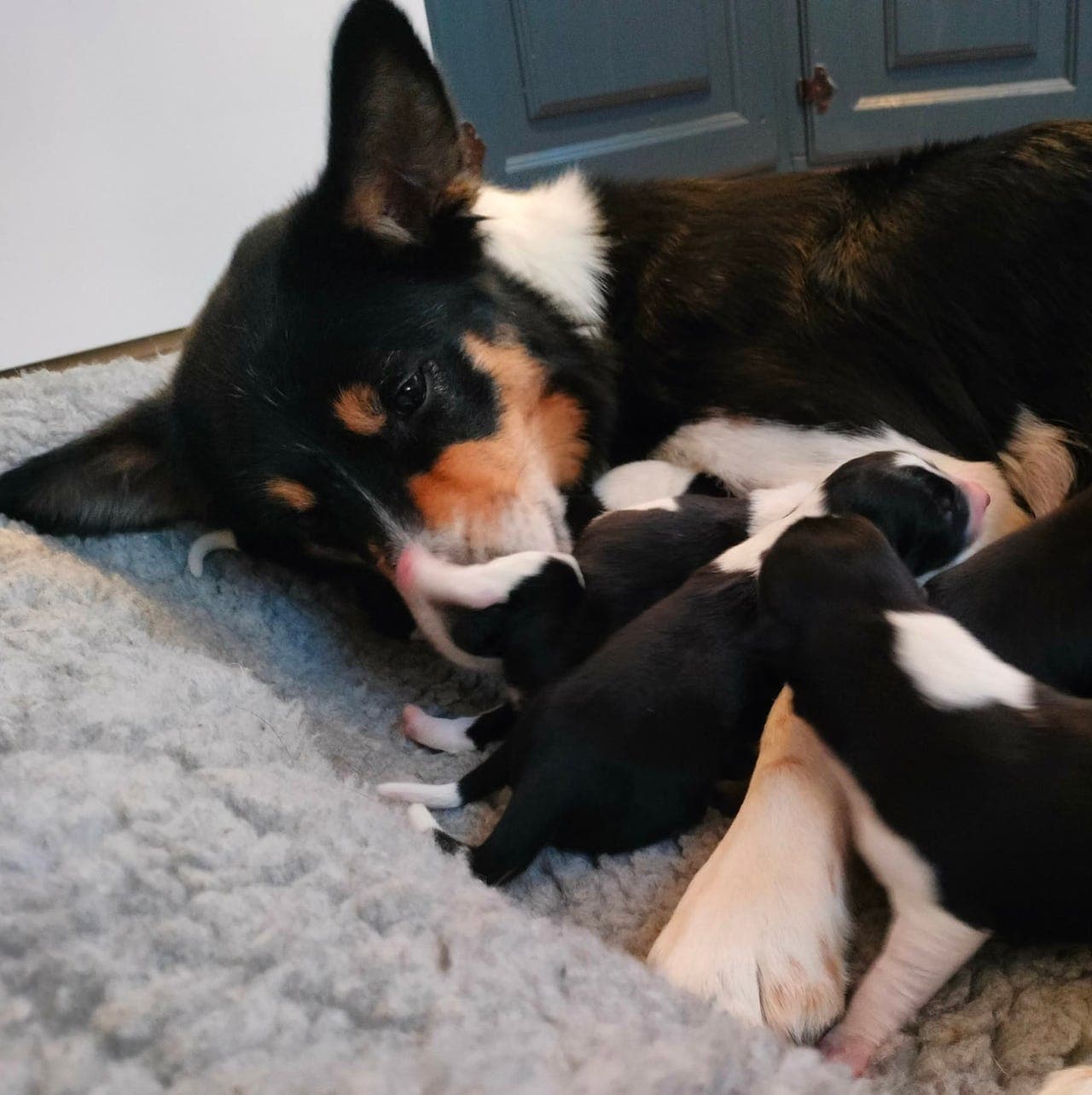 Border collie valper etter arbeidslinjer