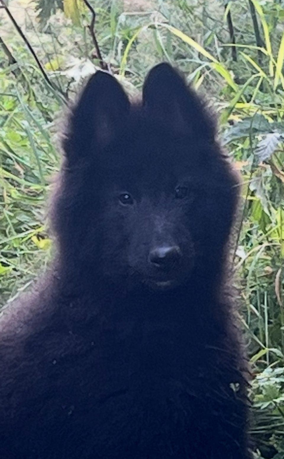 Belgisk fårehund, Groenendael 8 uker