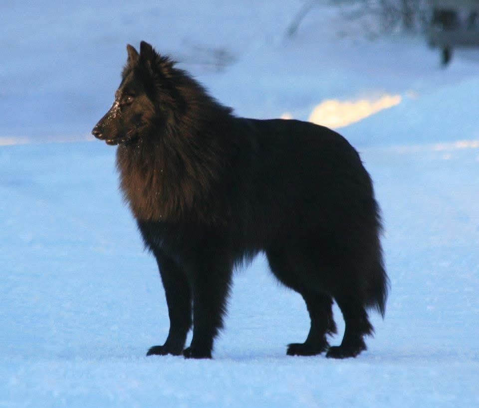 Vi planlegger Groenendael valper til våren