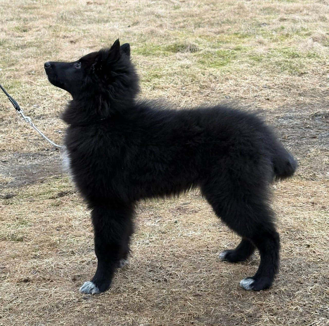 Vakker aktiv Groenendael valp søker nytt hjem