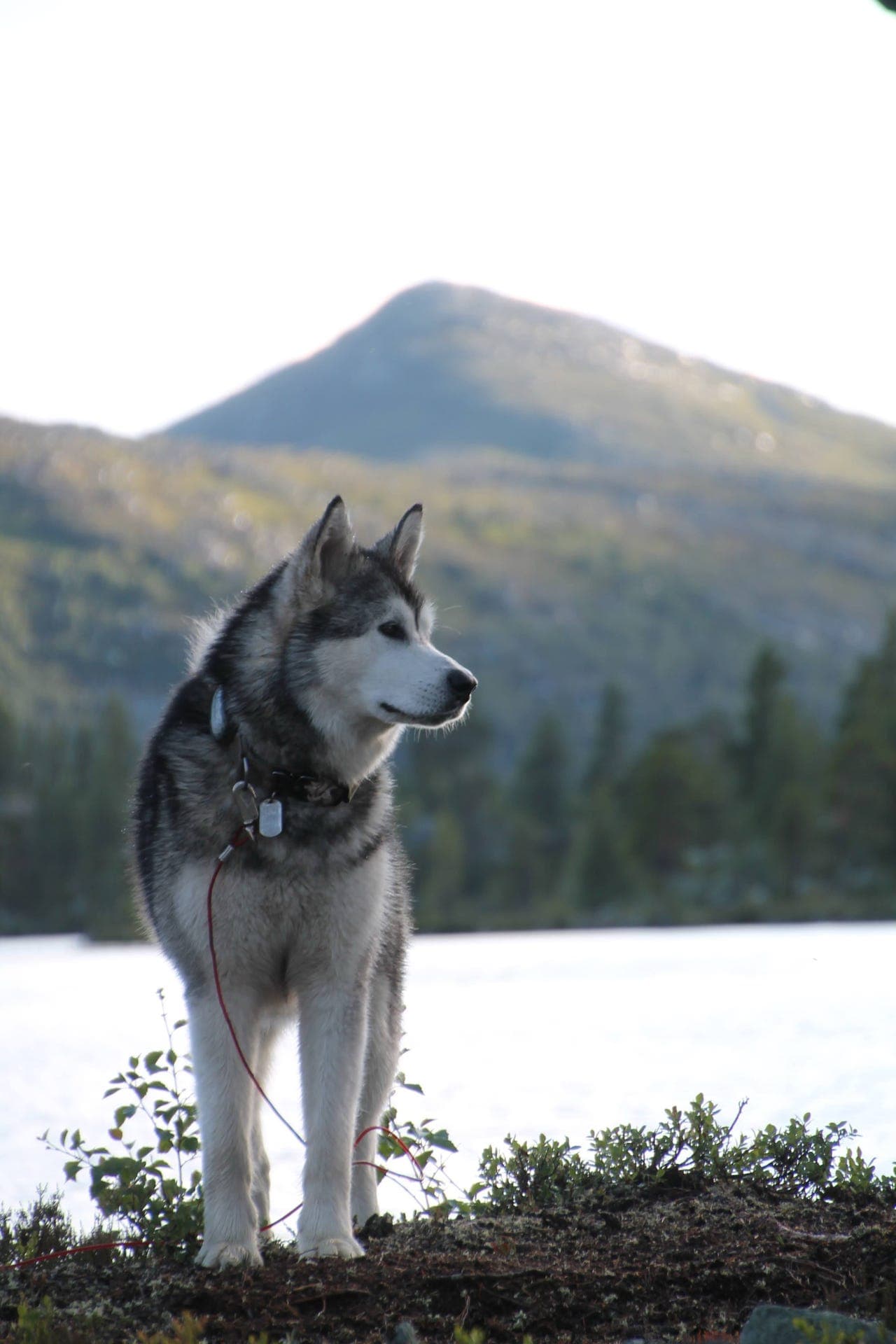 Alaskan Malamute hann 3,5år
