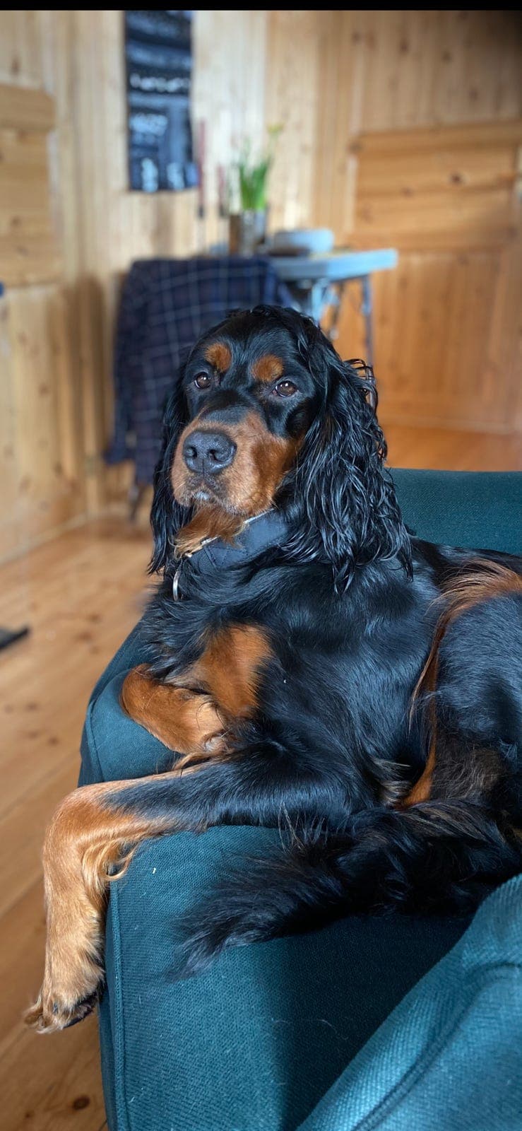 Gordonsetter valper