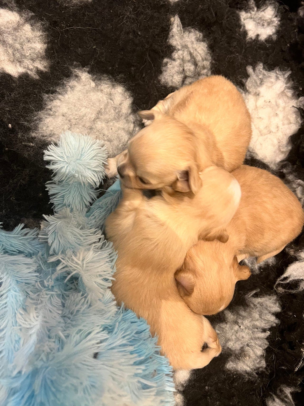 Langhåret Chihuahua