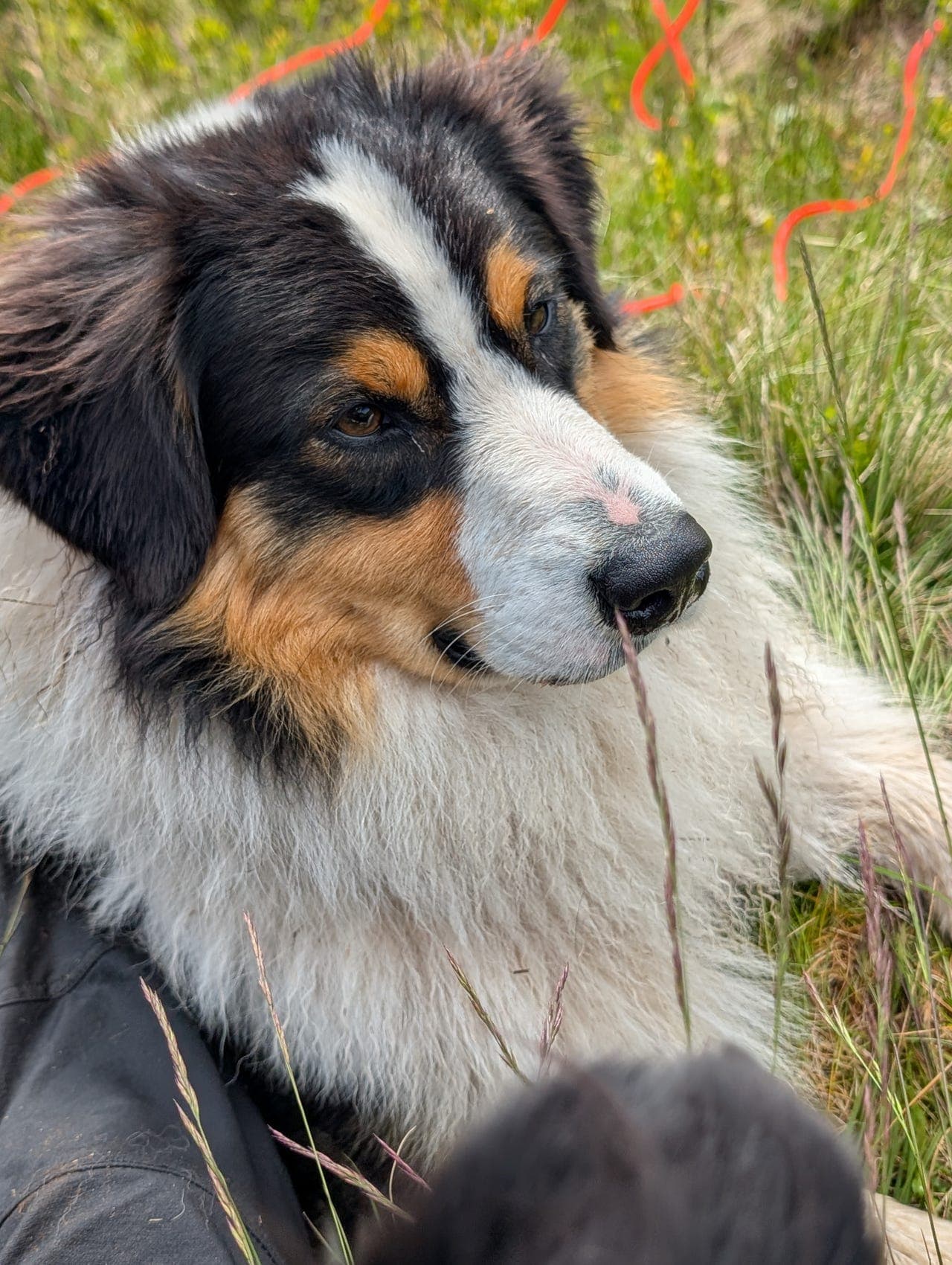 Australian Shepherd hann søker nytt hjem