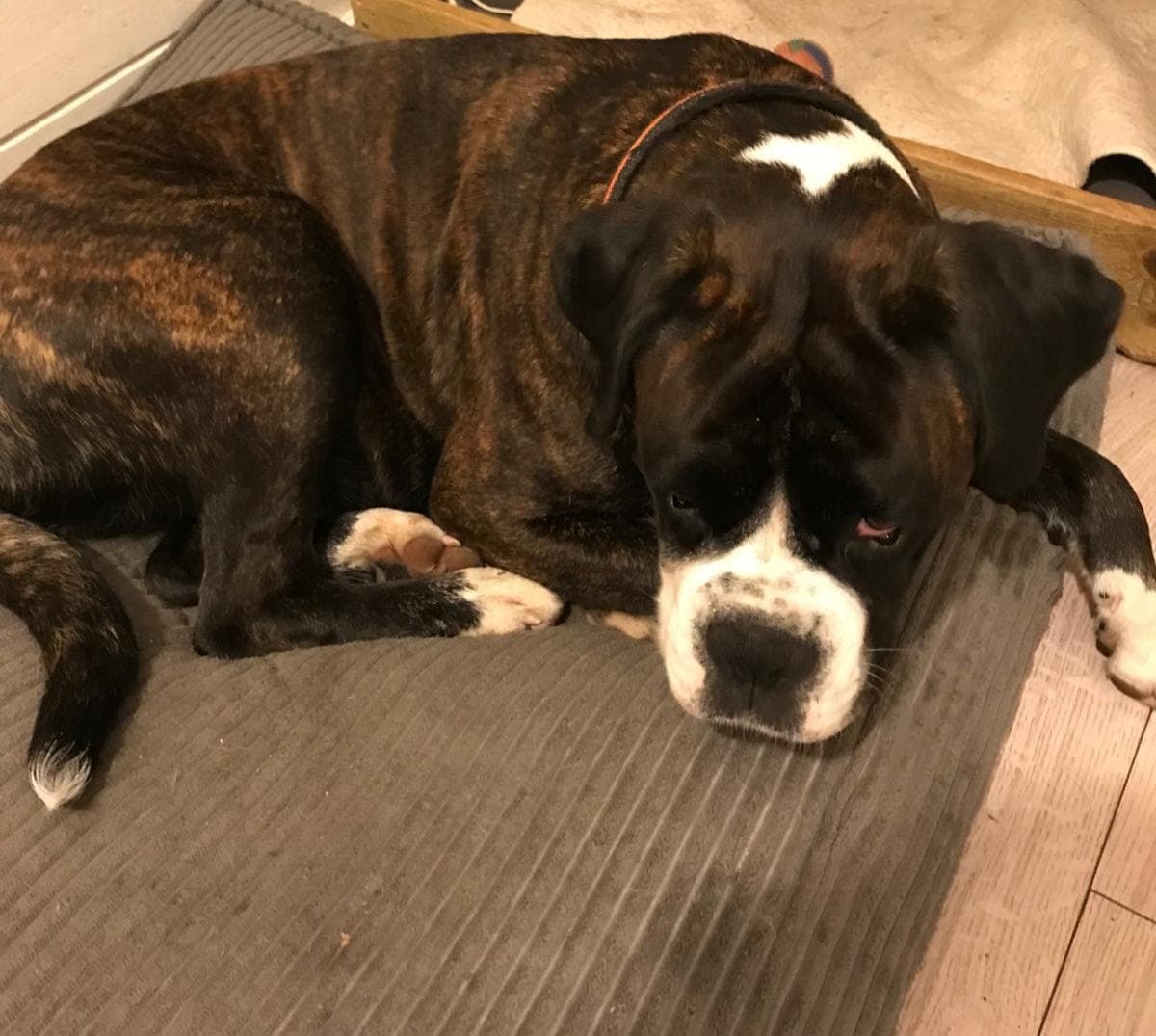 Boxer valper til salgs- leveringsklare 1.mai