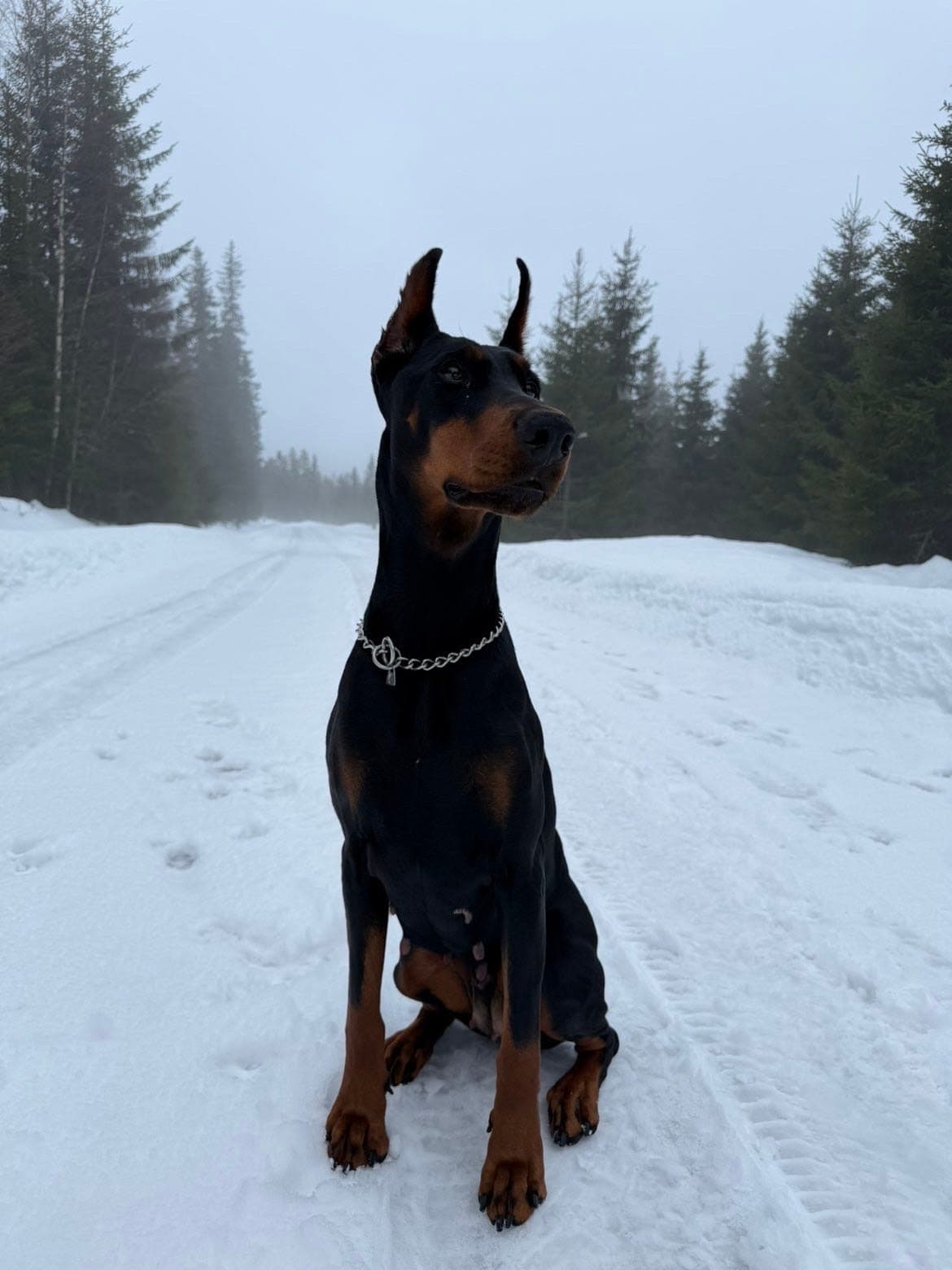 DEILEIER / OMPLASSERING