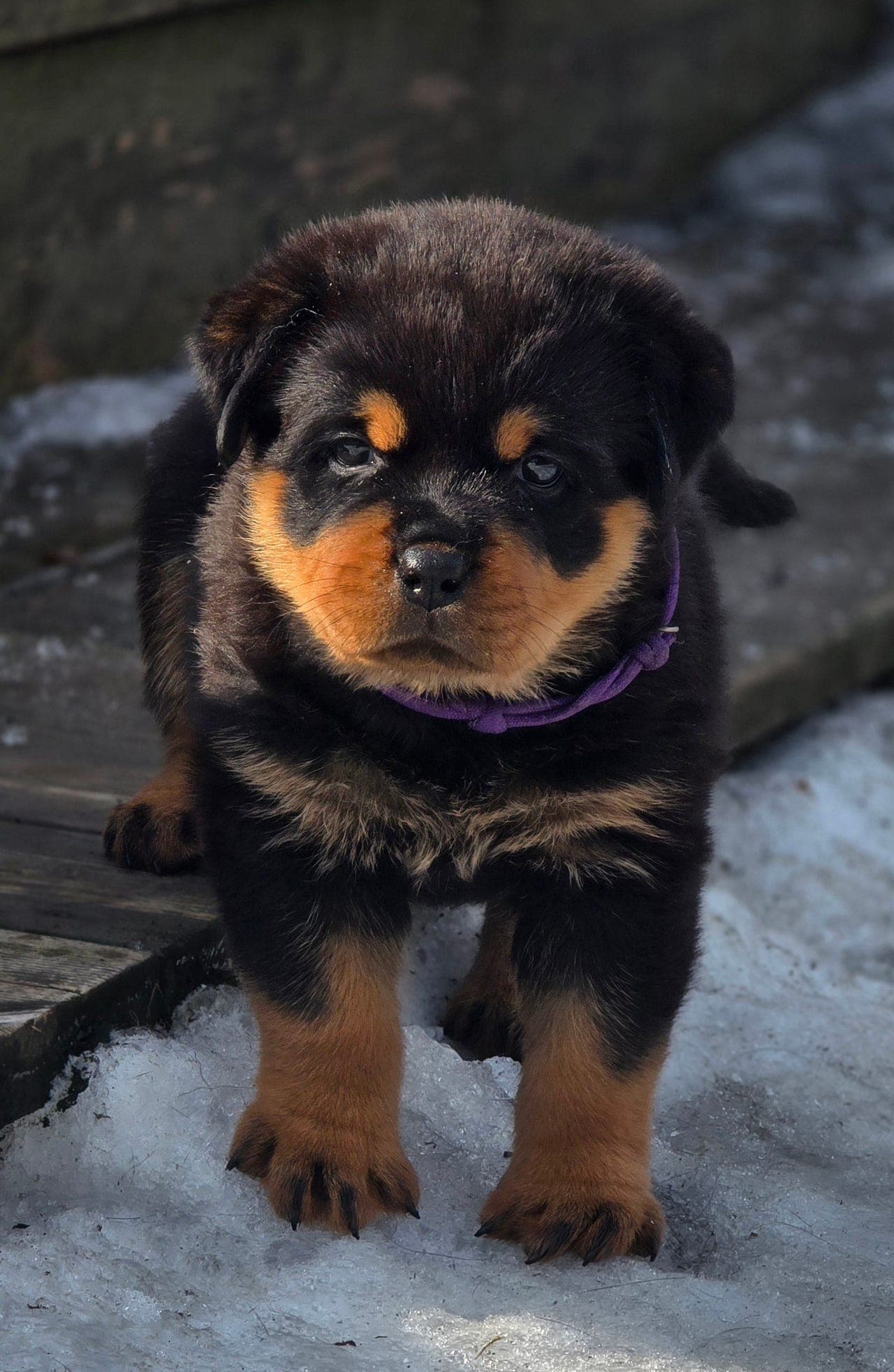 Rottweiler valper