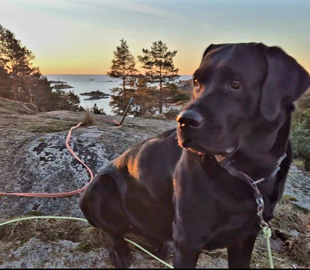Nydelige Wilma trenger nytt hjem!