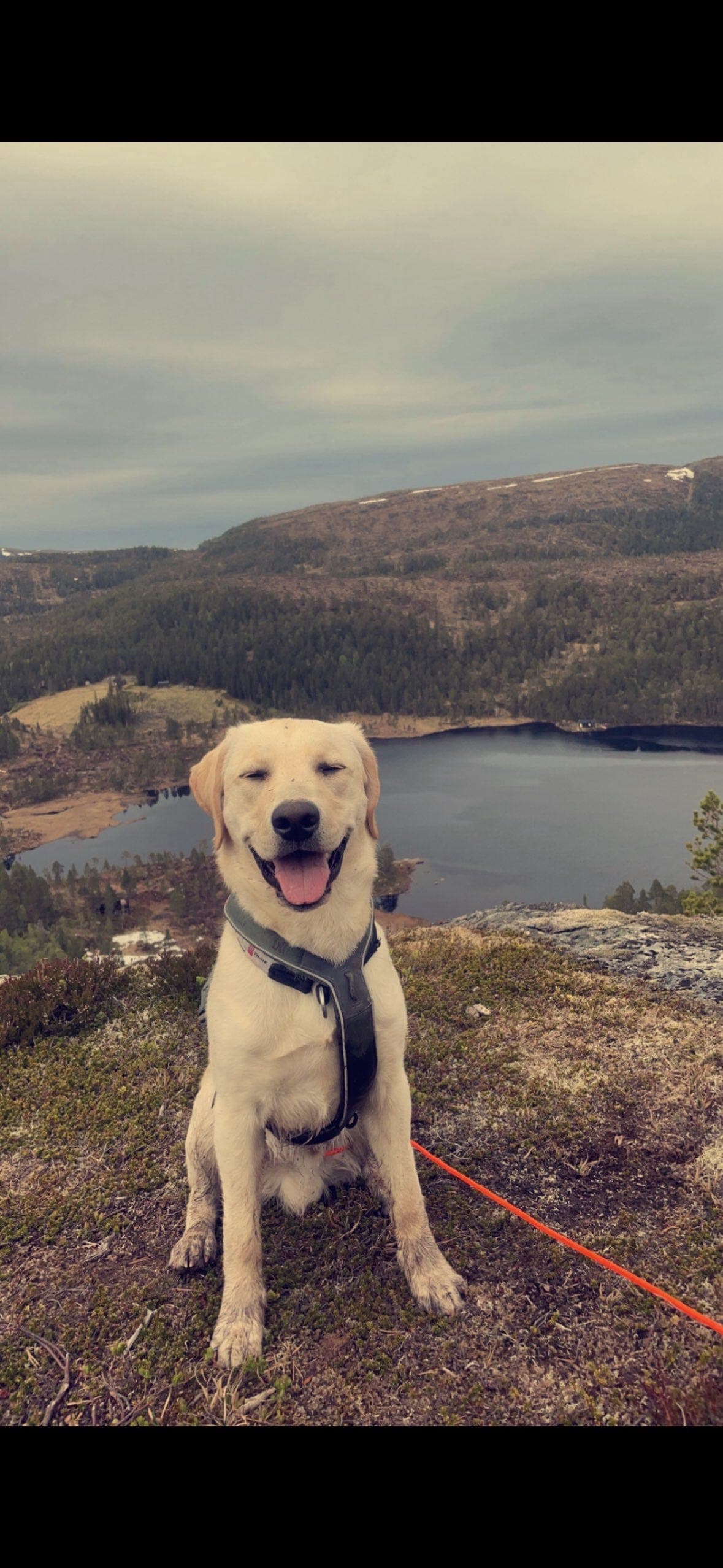 Labrador hann omplasseres