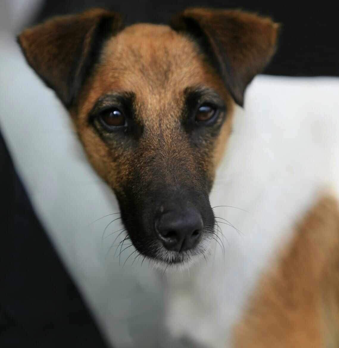 Foxterrier glatthåret - valper. Leveringsklare i uke 18~19.