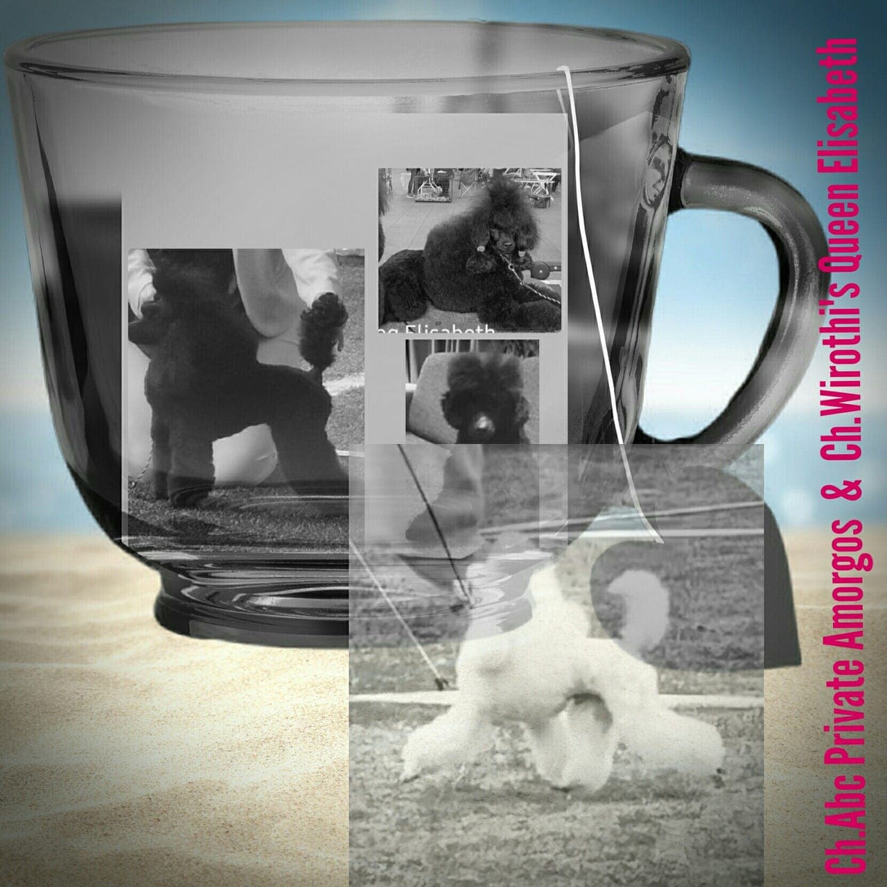 Toy puddel /dverg puddel valper NKK registrert ventes i april