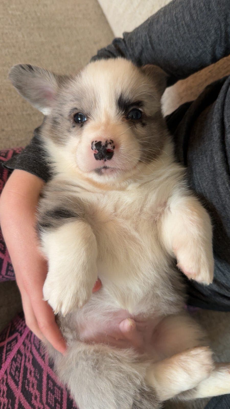 Welsh Corgi cardigan