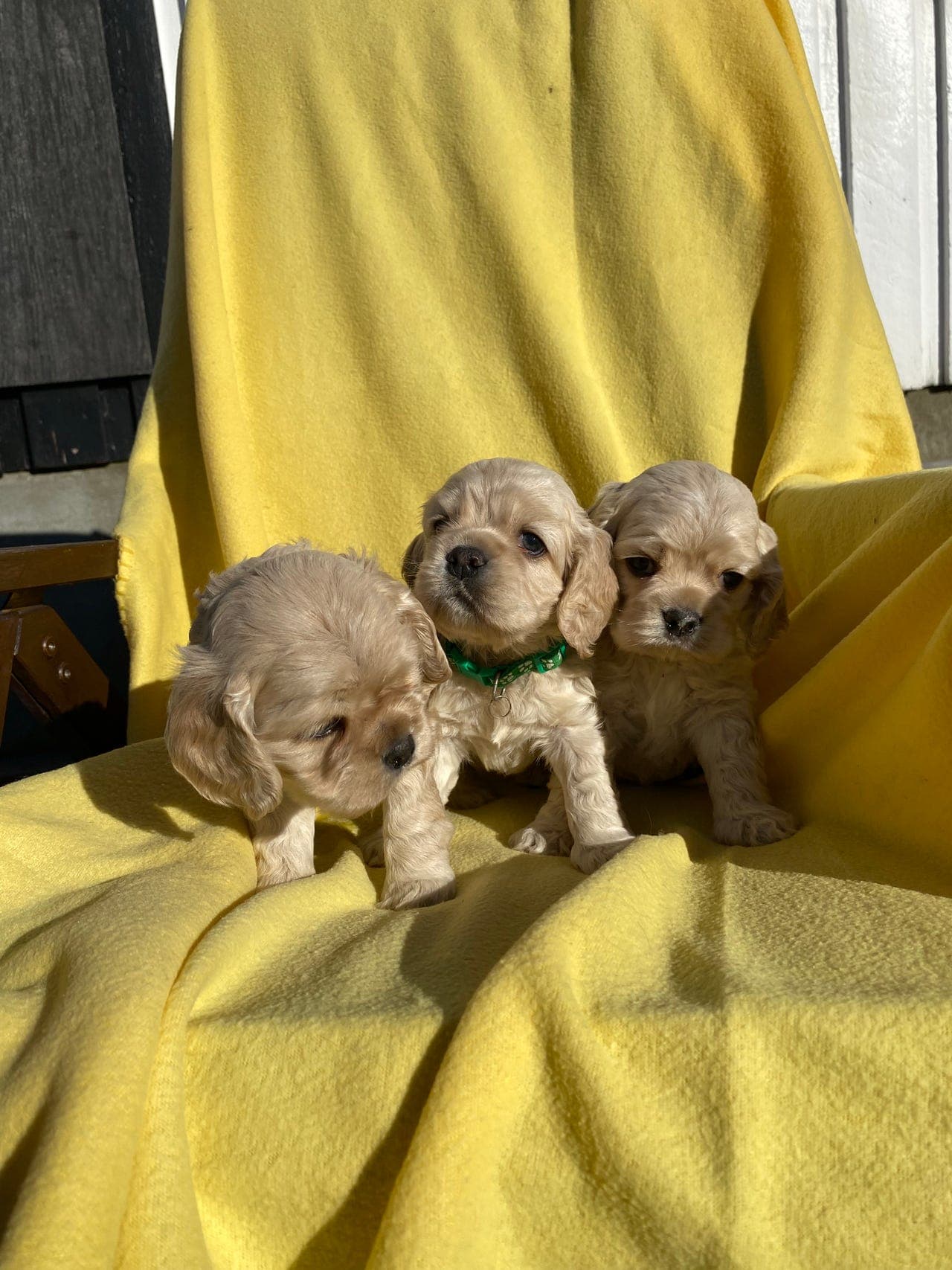 Skjønne Amerikansk Cocker valper selges