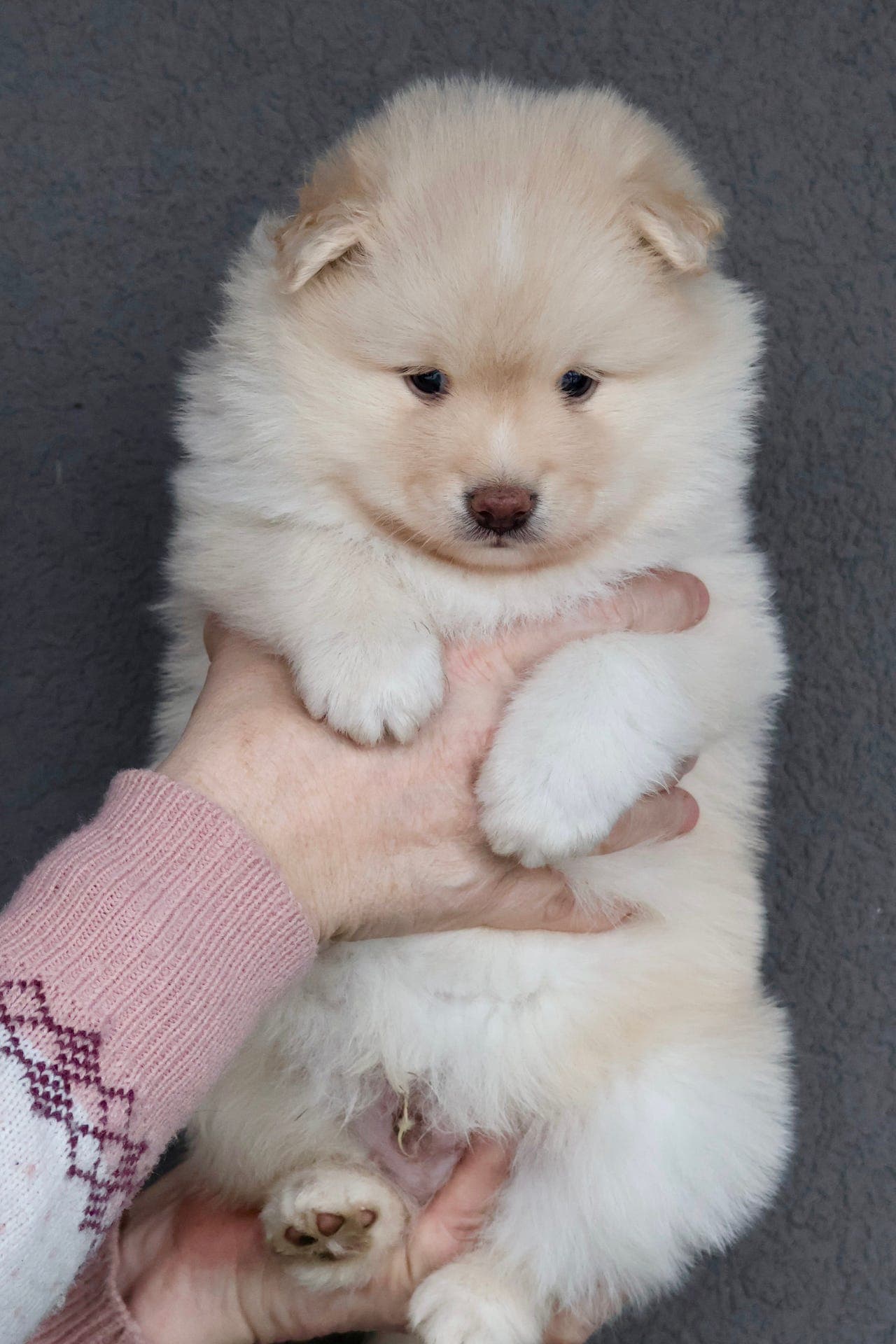 Forvert til finsk lapphundvalp
