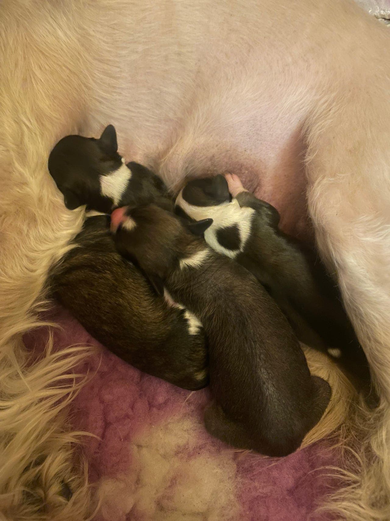 Chinese crested valper