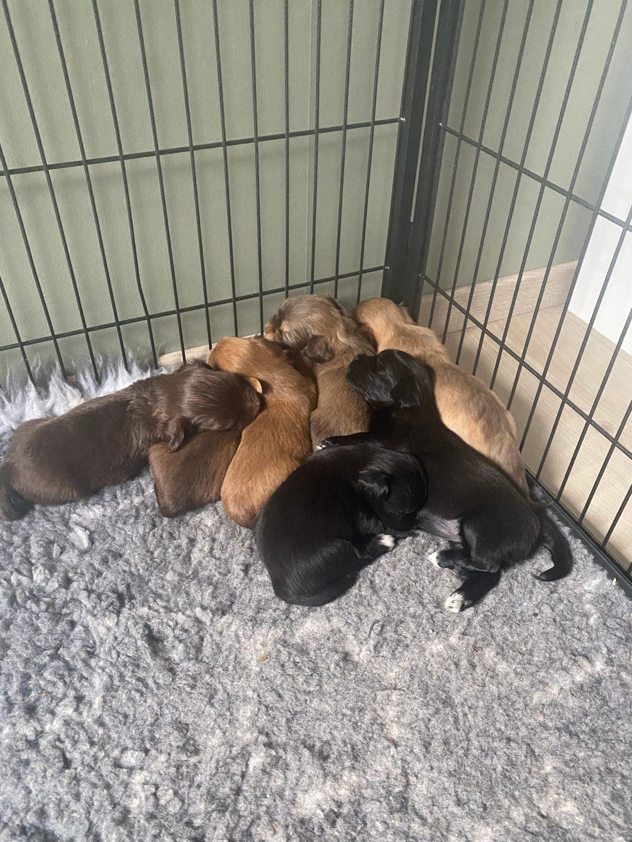 Nydelige Bichon Havanaia