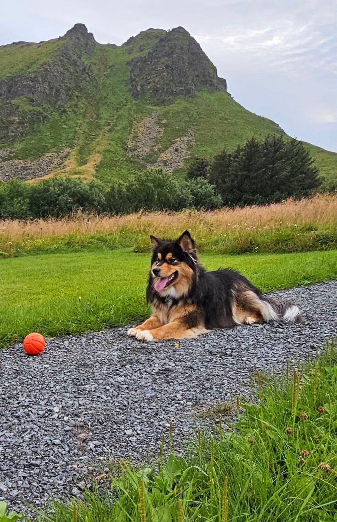 Finsk lapphund, 3 år til sommeren