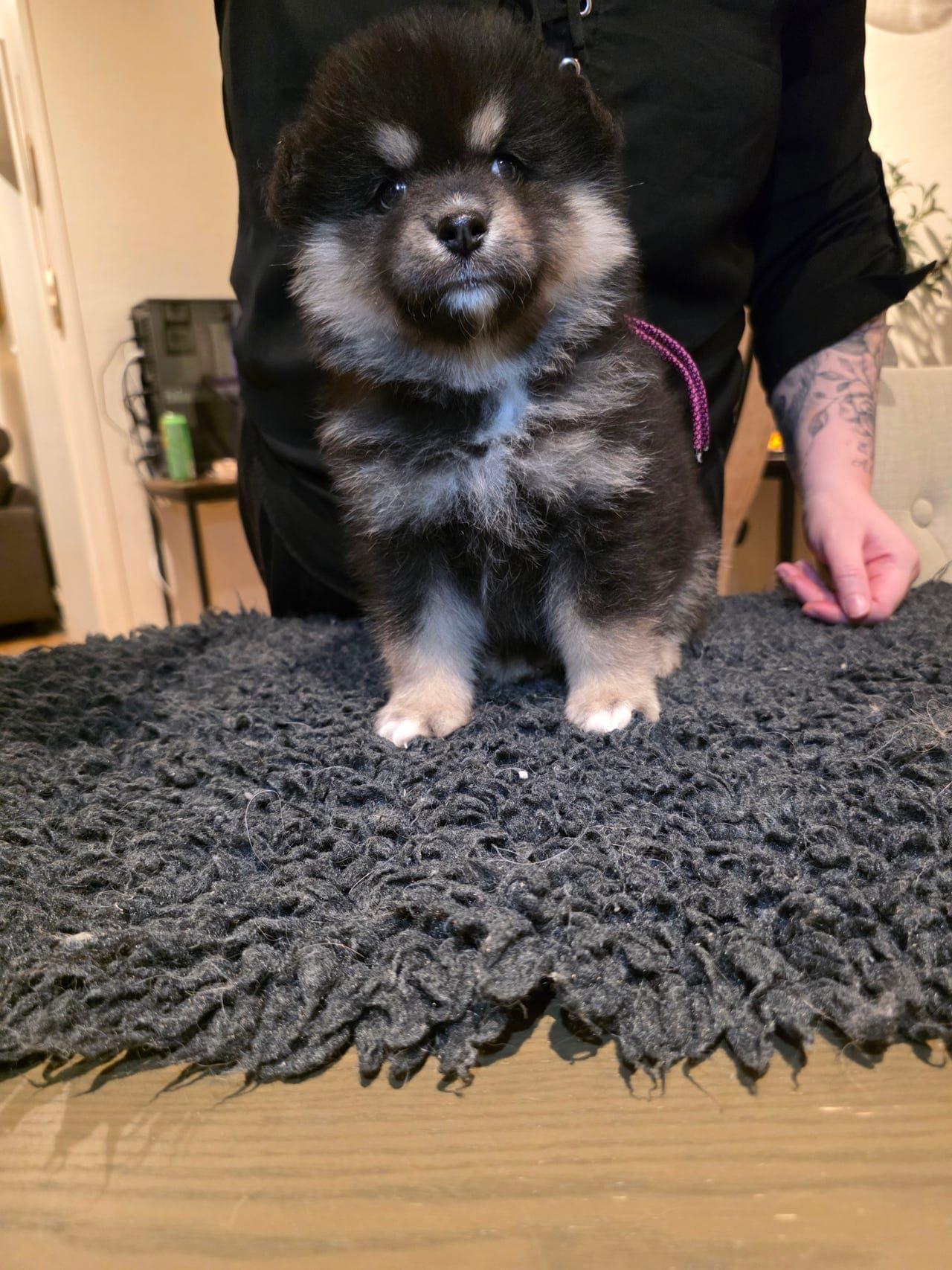 finsk lapphund tispevalp selges
