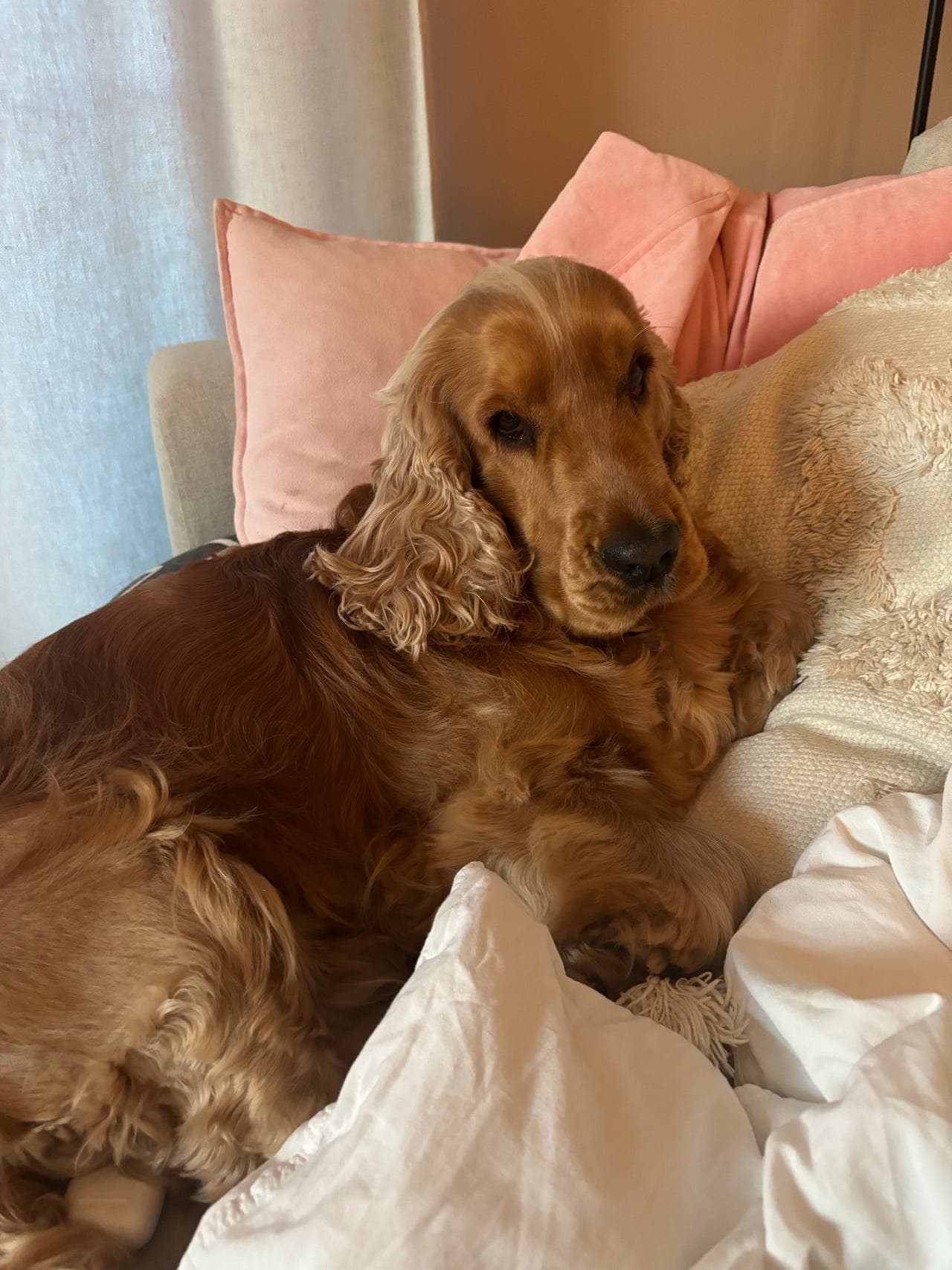 Deltidshjem for cocker spaniel