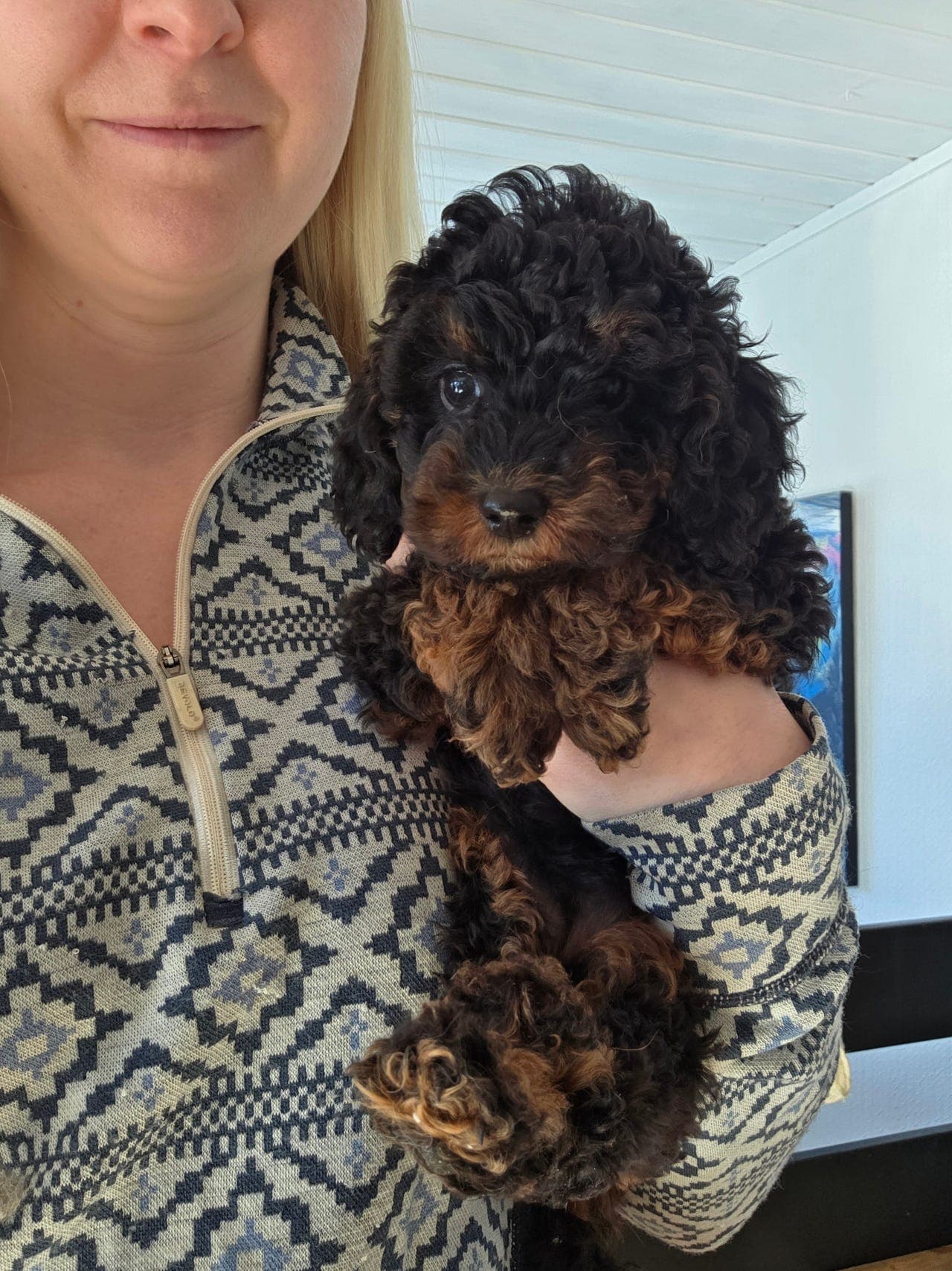 Dvergpuddel ren raset