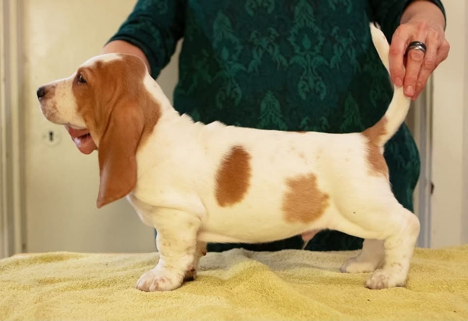 Basset Hound gutter!