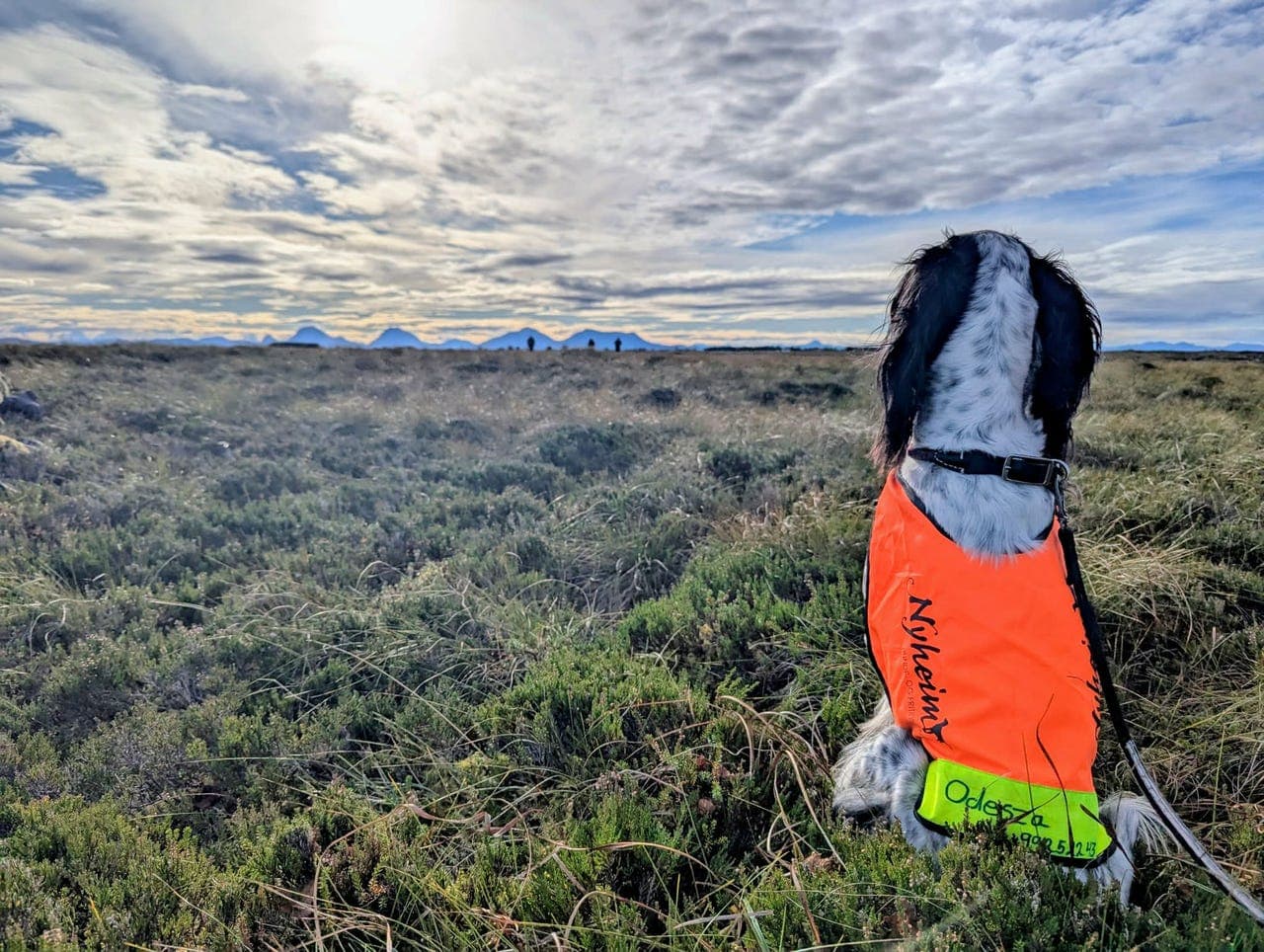 Engelsk setter valper