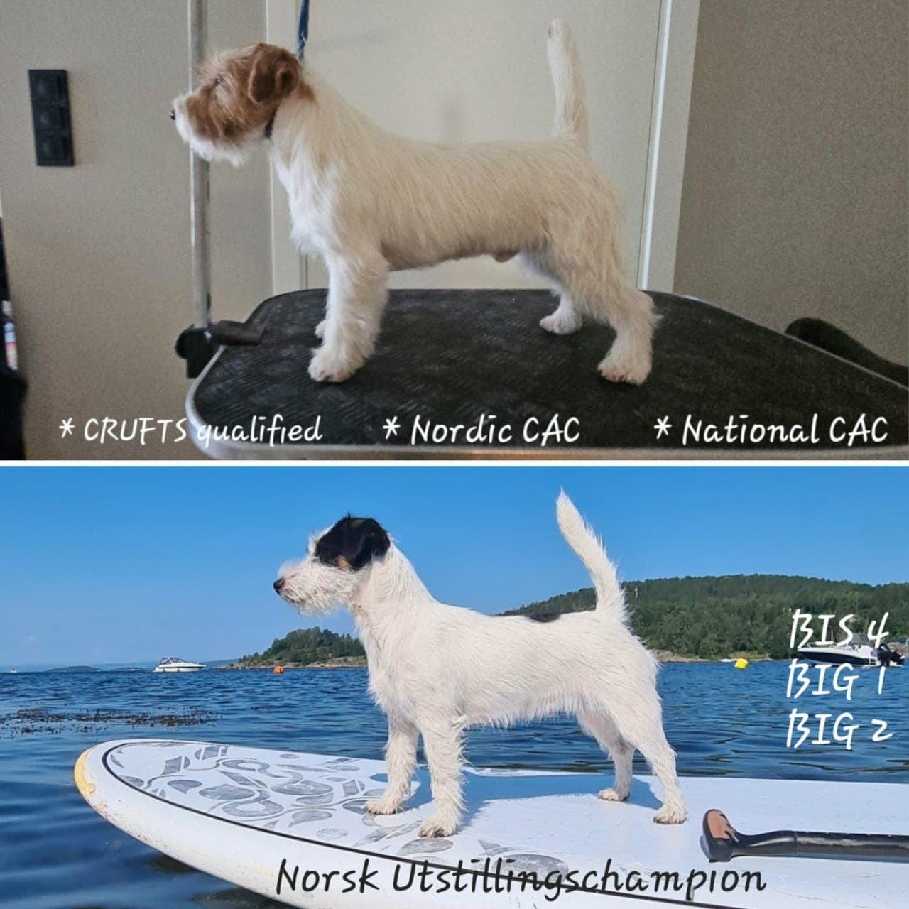 NKK-reg Jack Russell Terrier valper leveringsklare i juni