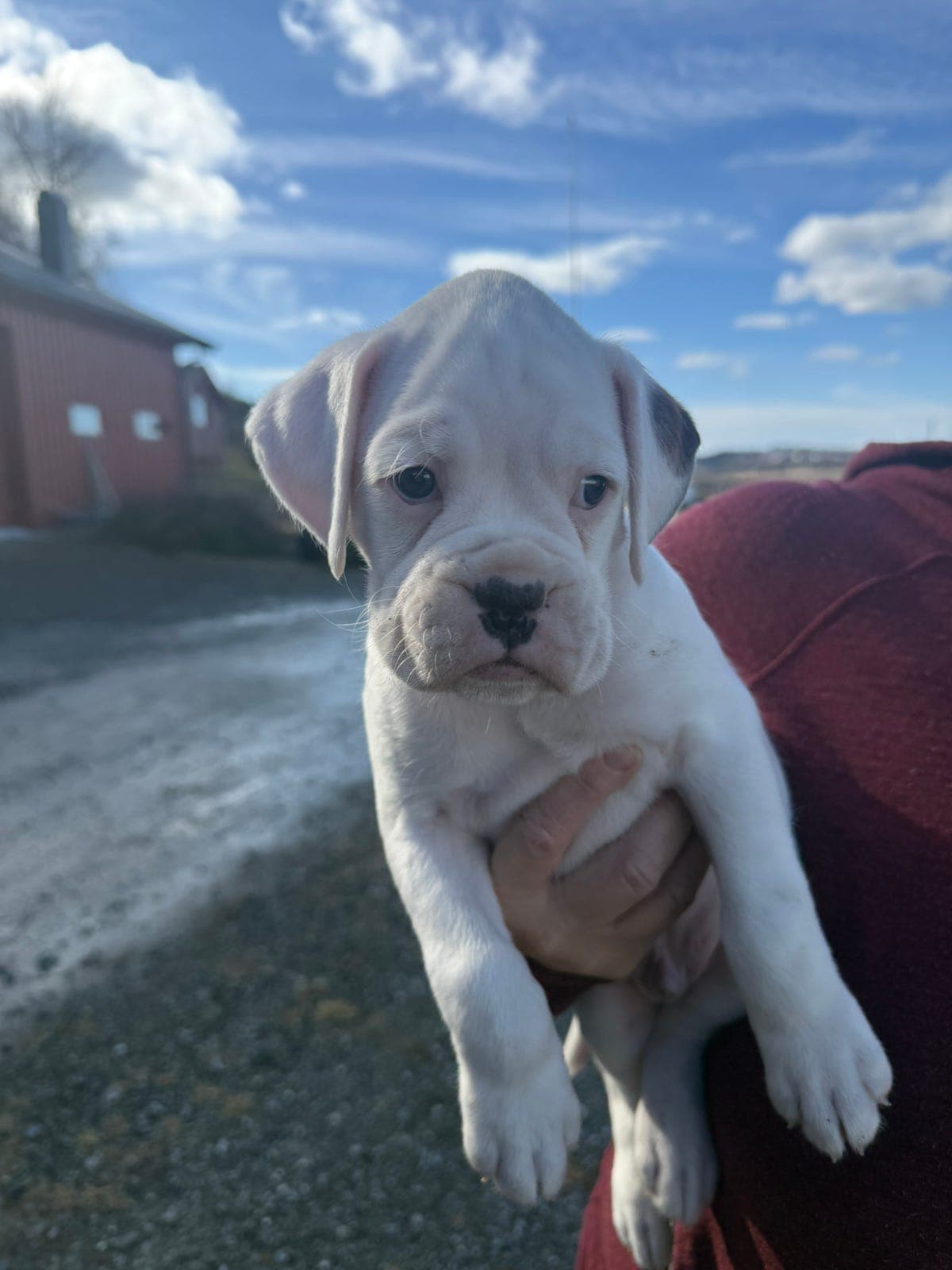 Boxervalper (RESERVERT)