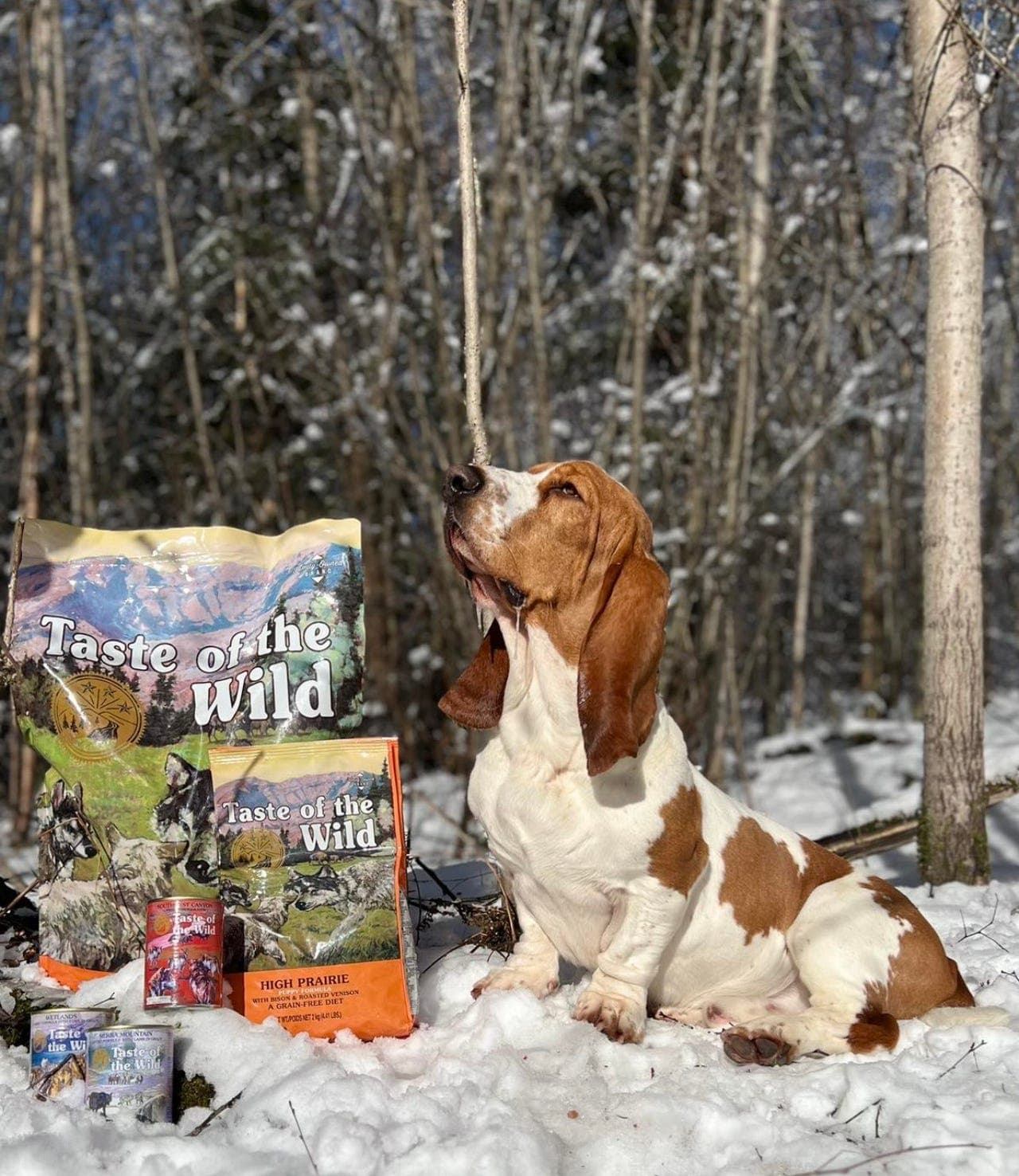 Basset Hound Hannhund settes ut på fôr
