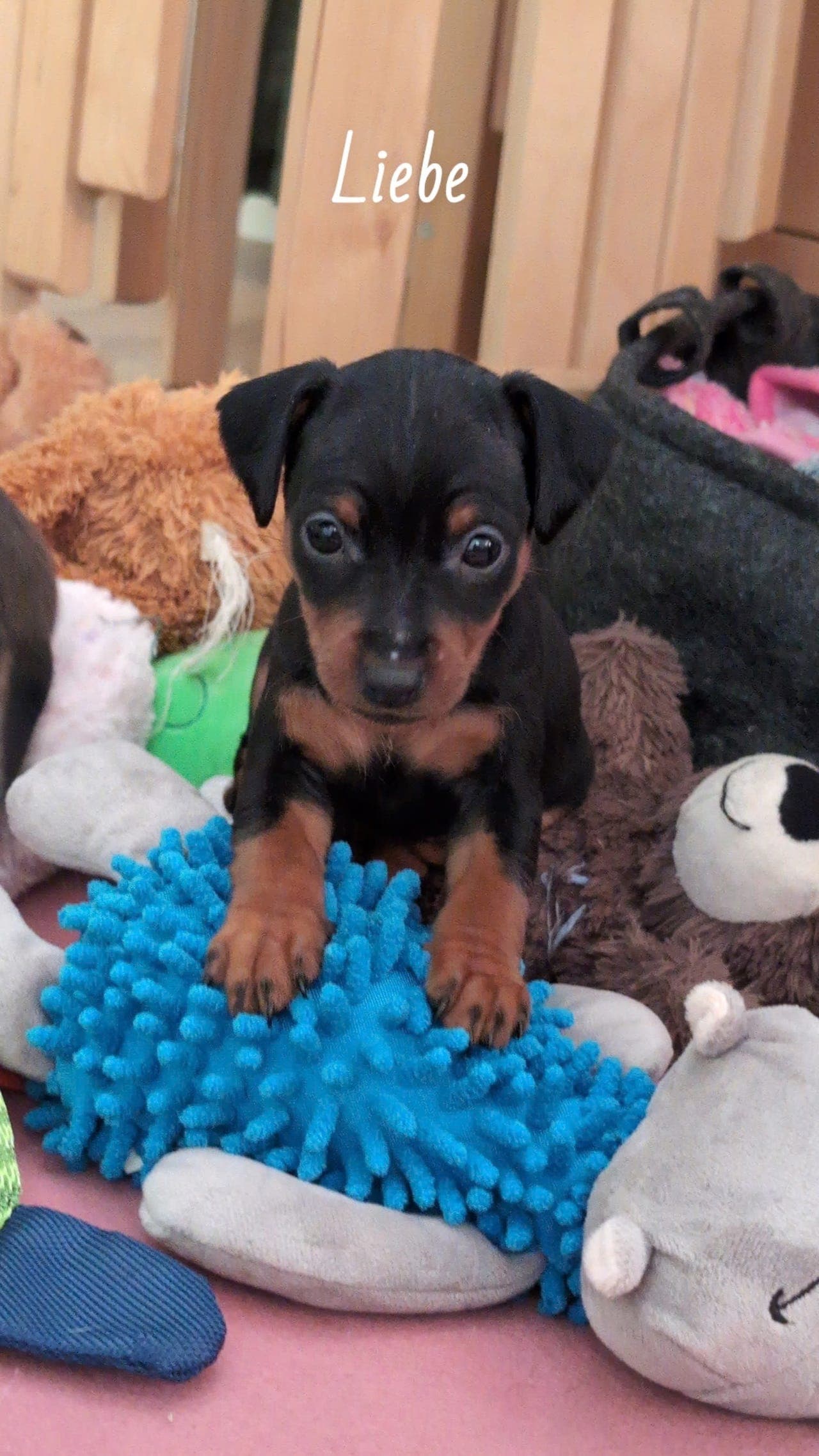 🧡💛💫⭐ Dvergpinscher - Søker fórhjem 1 tispevalp