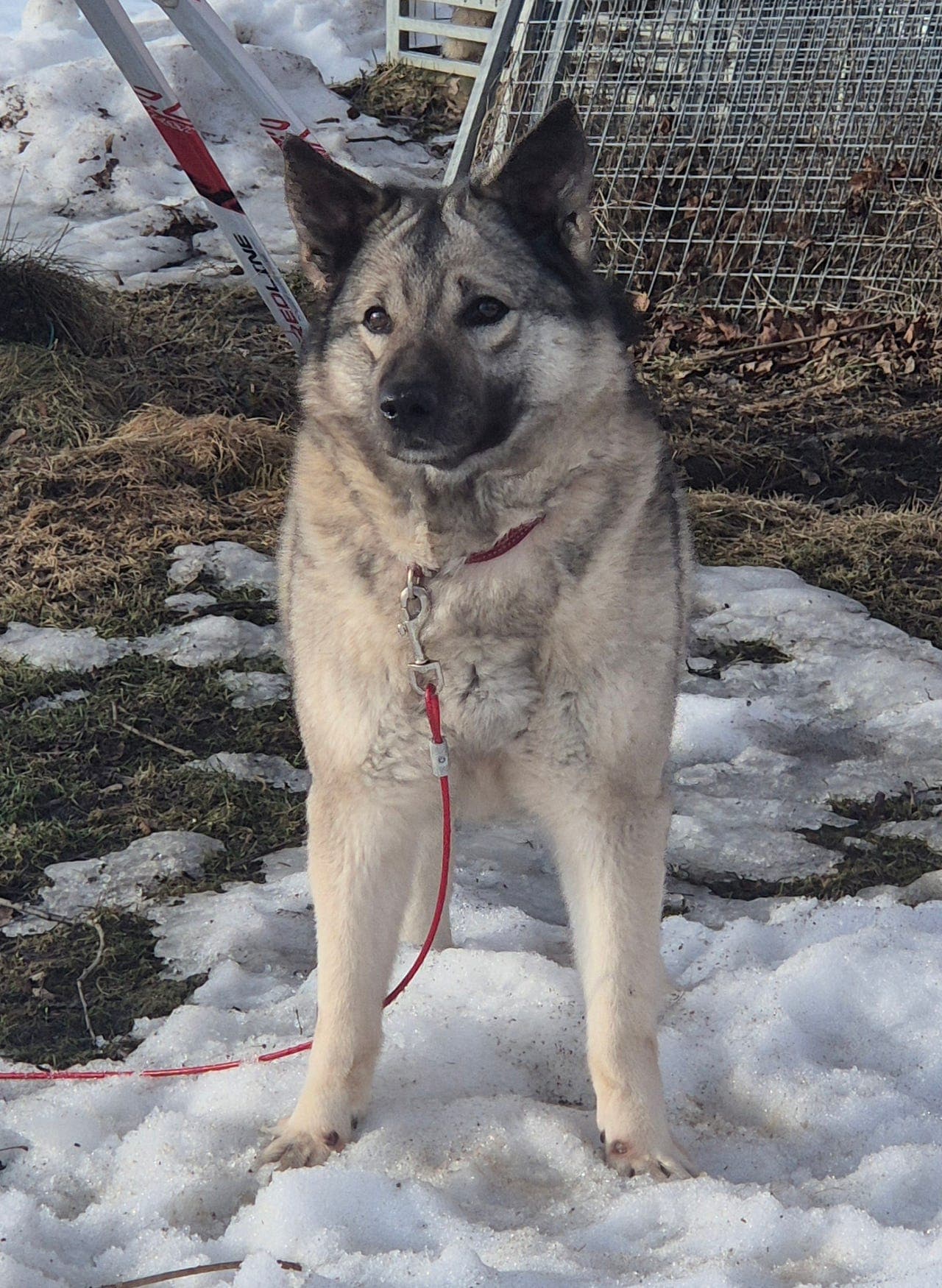 Selger Norsk Elghund grå, tispe. Som selskaps hund.