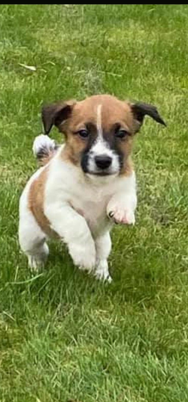 Jack Russell valper